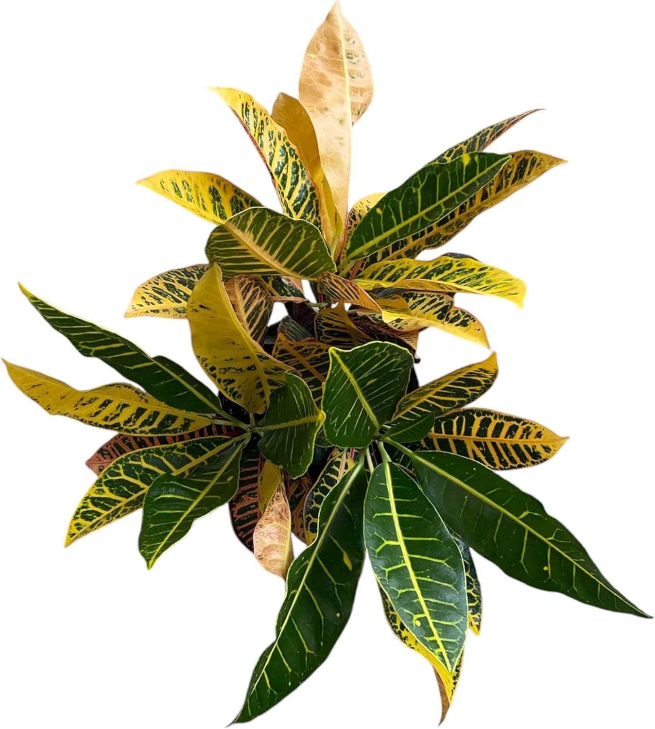 Croton Petra โ Live Tropical Plant in 10-Inch Grower Pot | Indoor & Outdoor Use