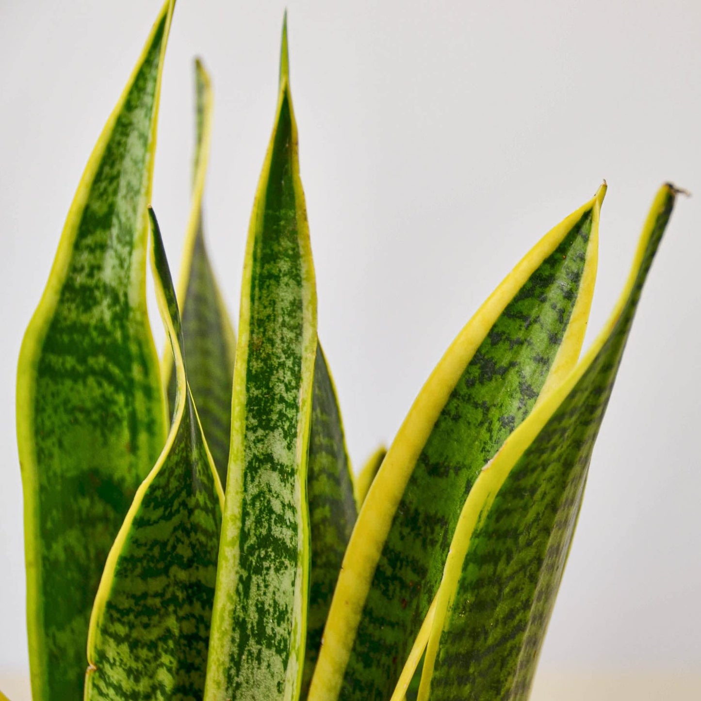 Snake Plants