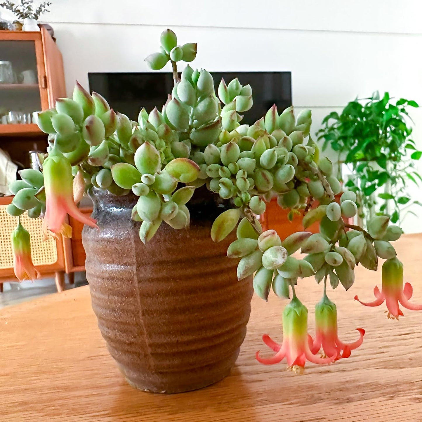 4" Trailing Succulents