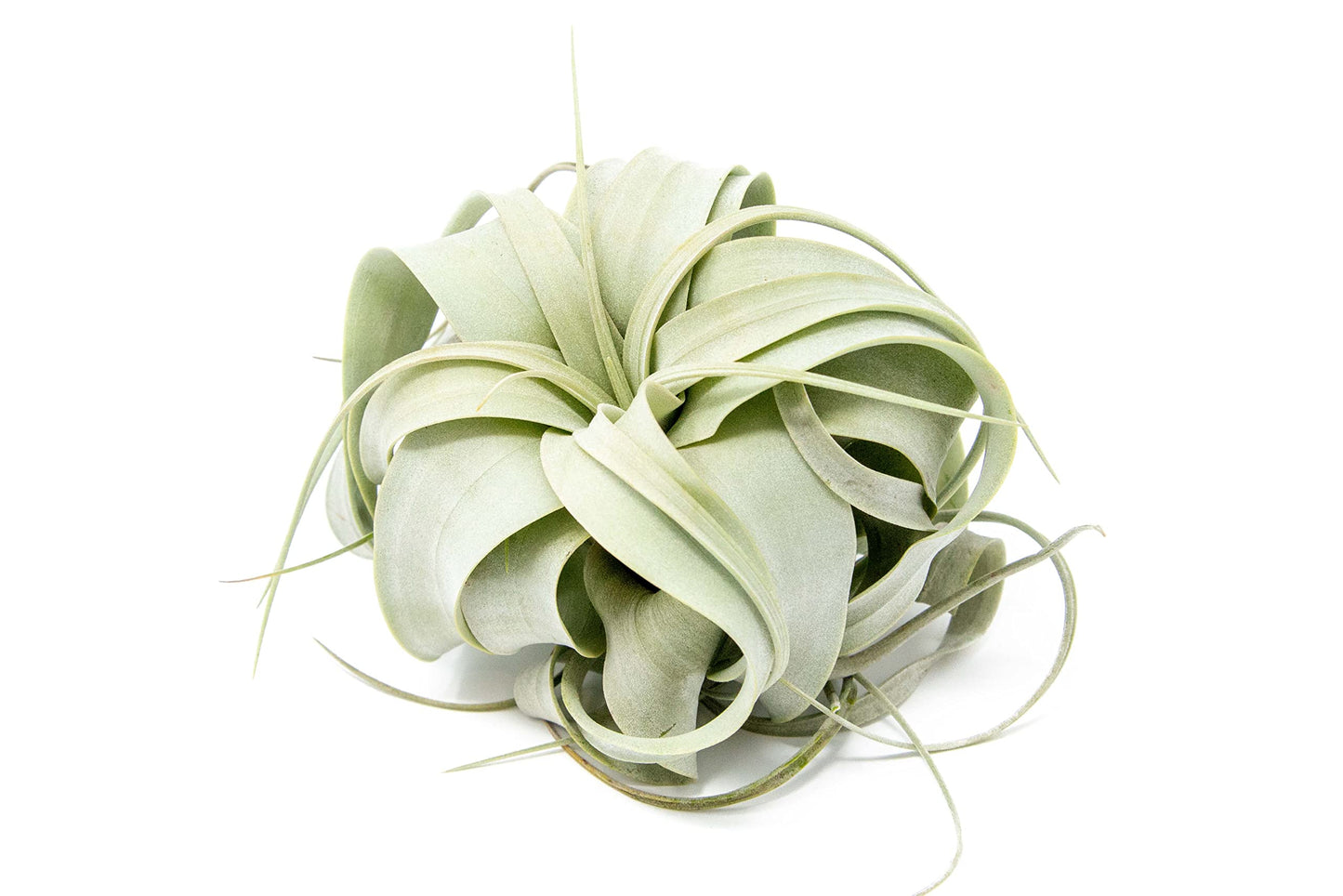 Driftwood Containers with Small Xerographica Air Plant
