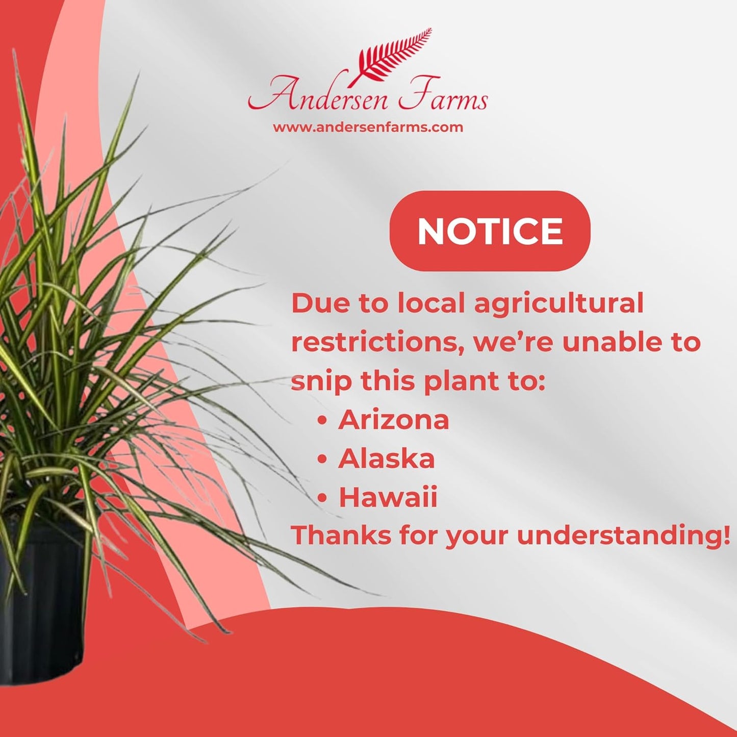 Dracaena Marginata Kiwi Live Plant โ 10-inch Grower Pot, Indoor/Outdoor Houseplant