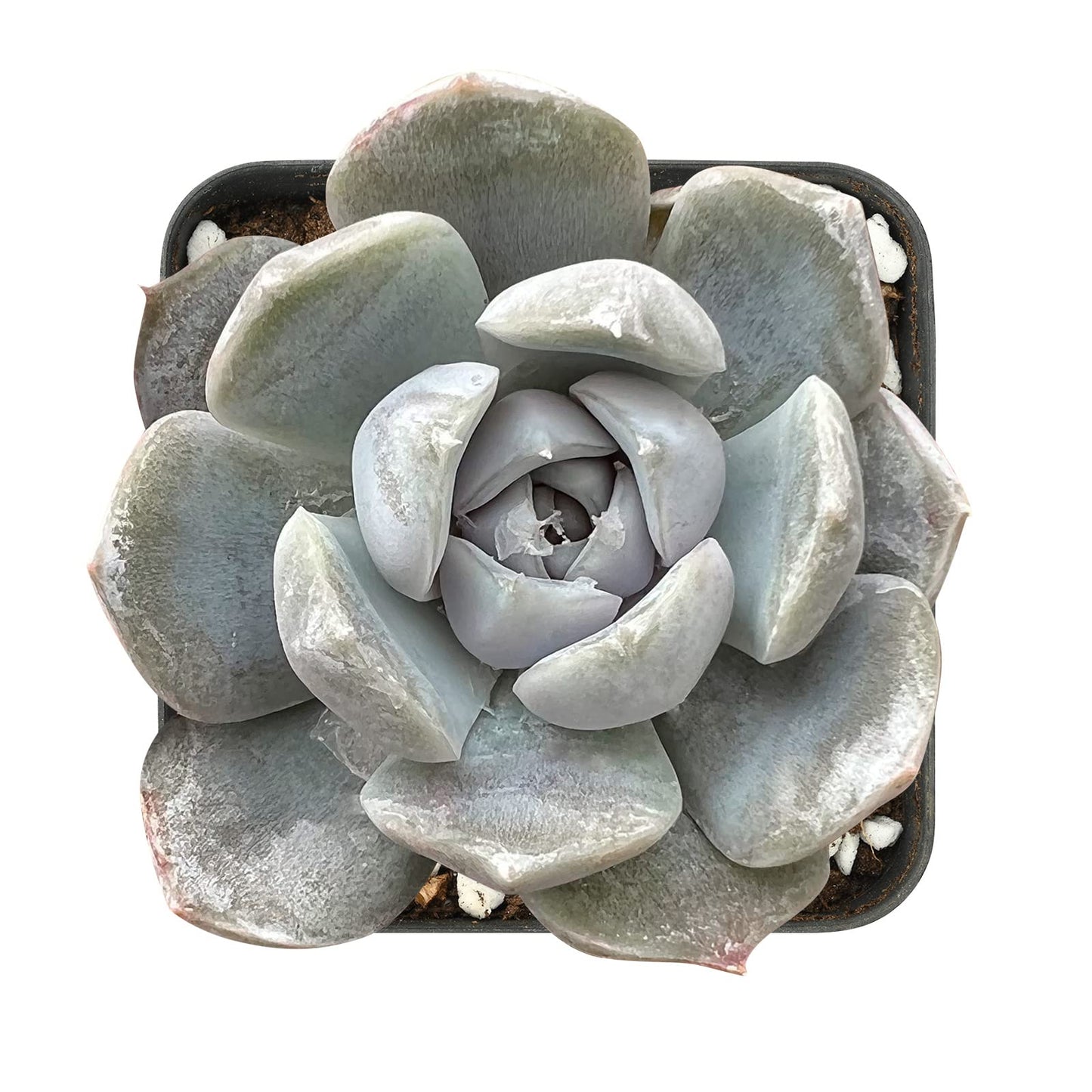 Sprout N Green Echeveria Minima, 1 Live Mini Succulent Plant Fully Rooted in 2 inch Starter Pot, Real House Plant for Indoor Outdoor Home Office Wedding Decoration Party Favor