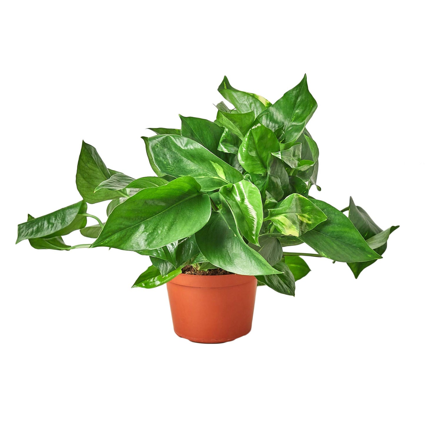 Pothos