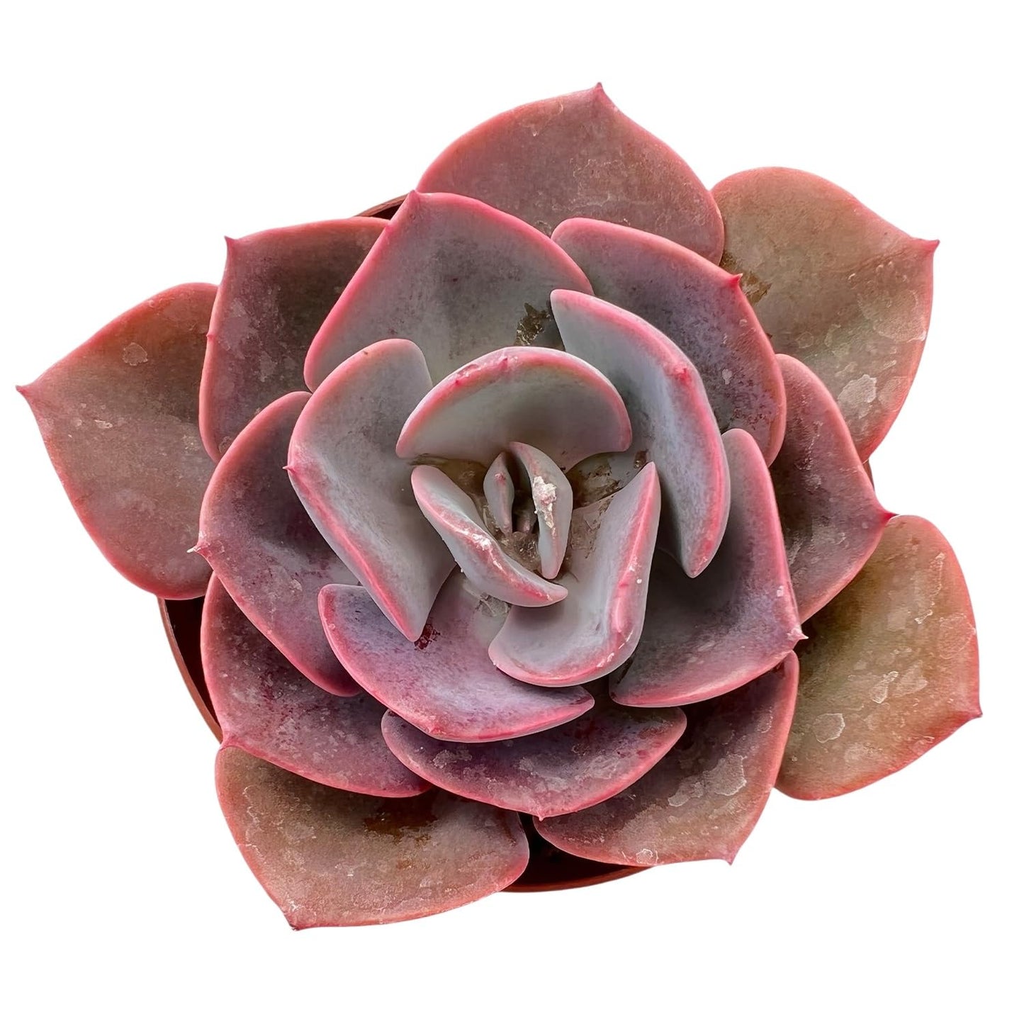 4" Trailing Succulents