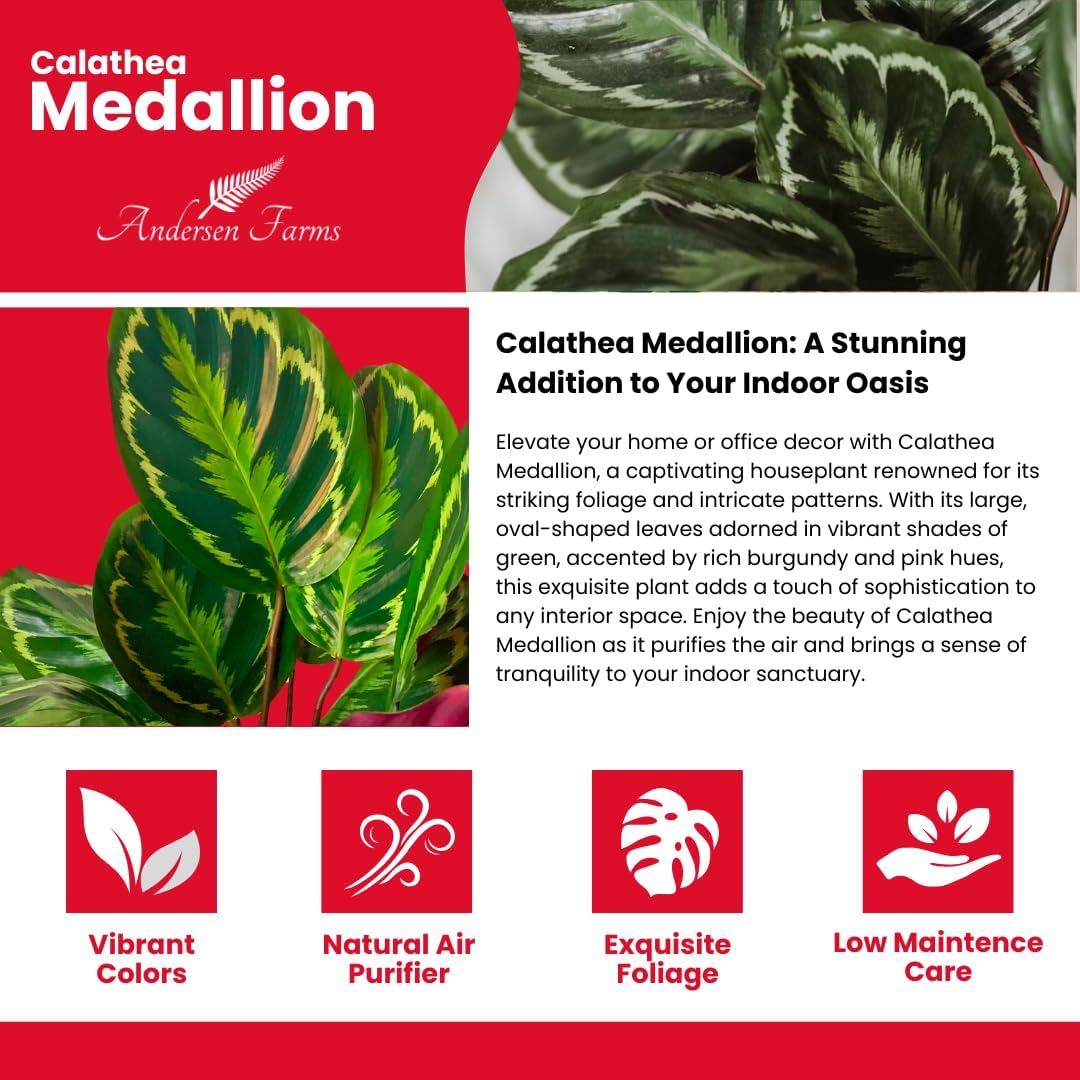Calathea Medallion Live Plant Indoor/Outdoor in 10 in Grower Pot, Green, Rose