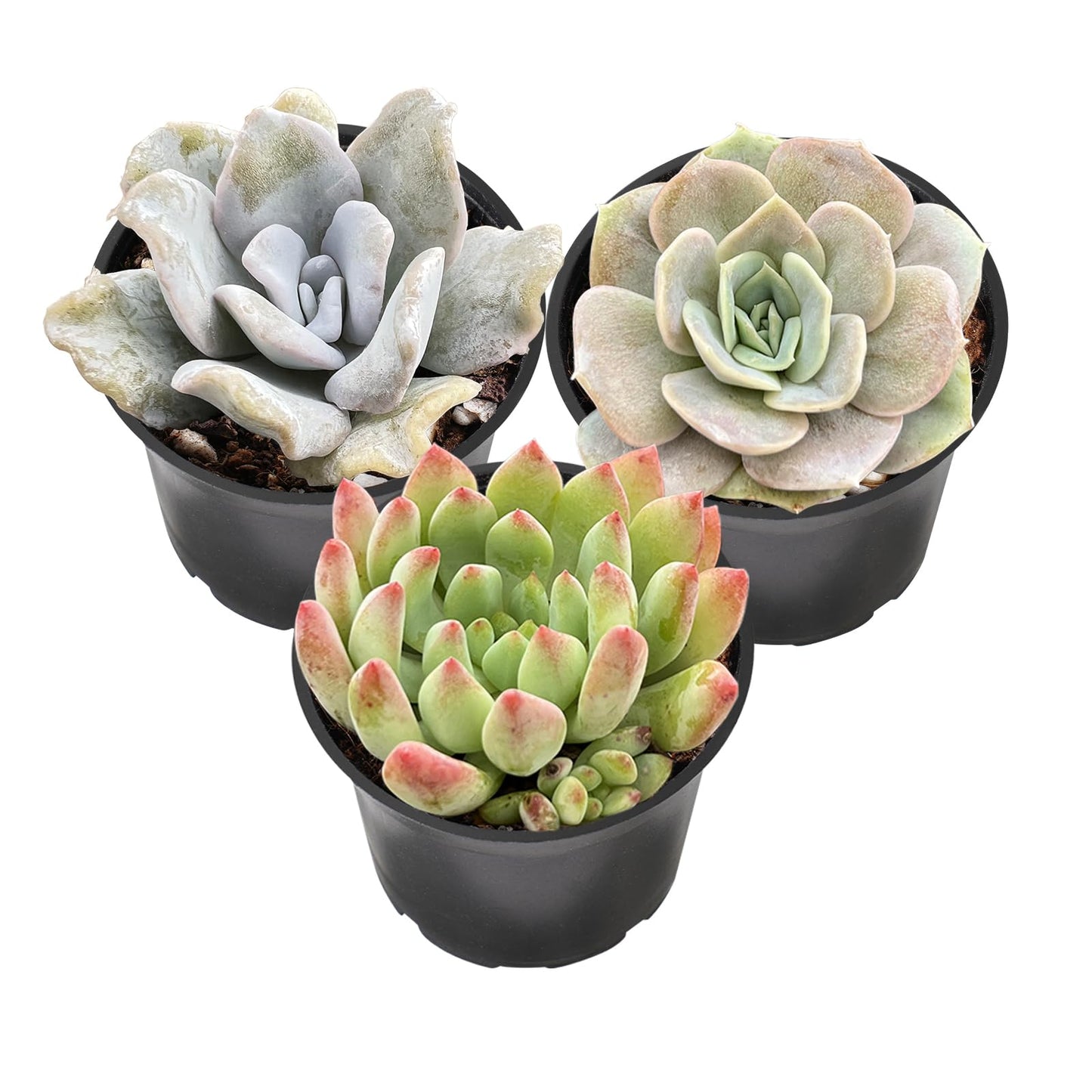 Lithops & Succulent Collection