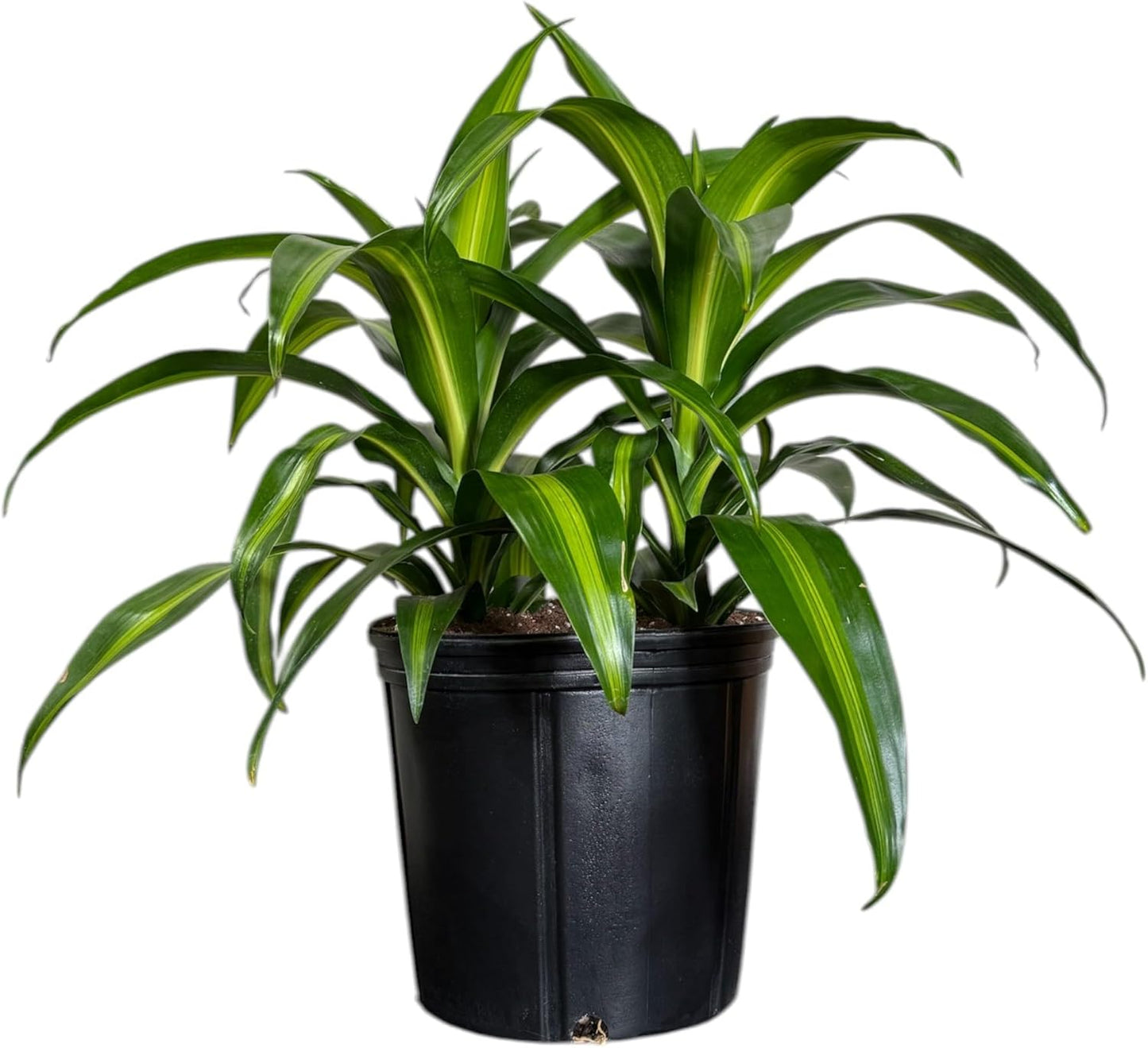 Dracaena Hawaiian Sunshine Live Plant, Indoor/Outdoor, 10-inch Grower Pot