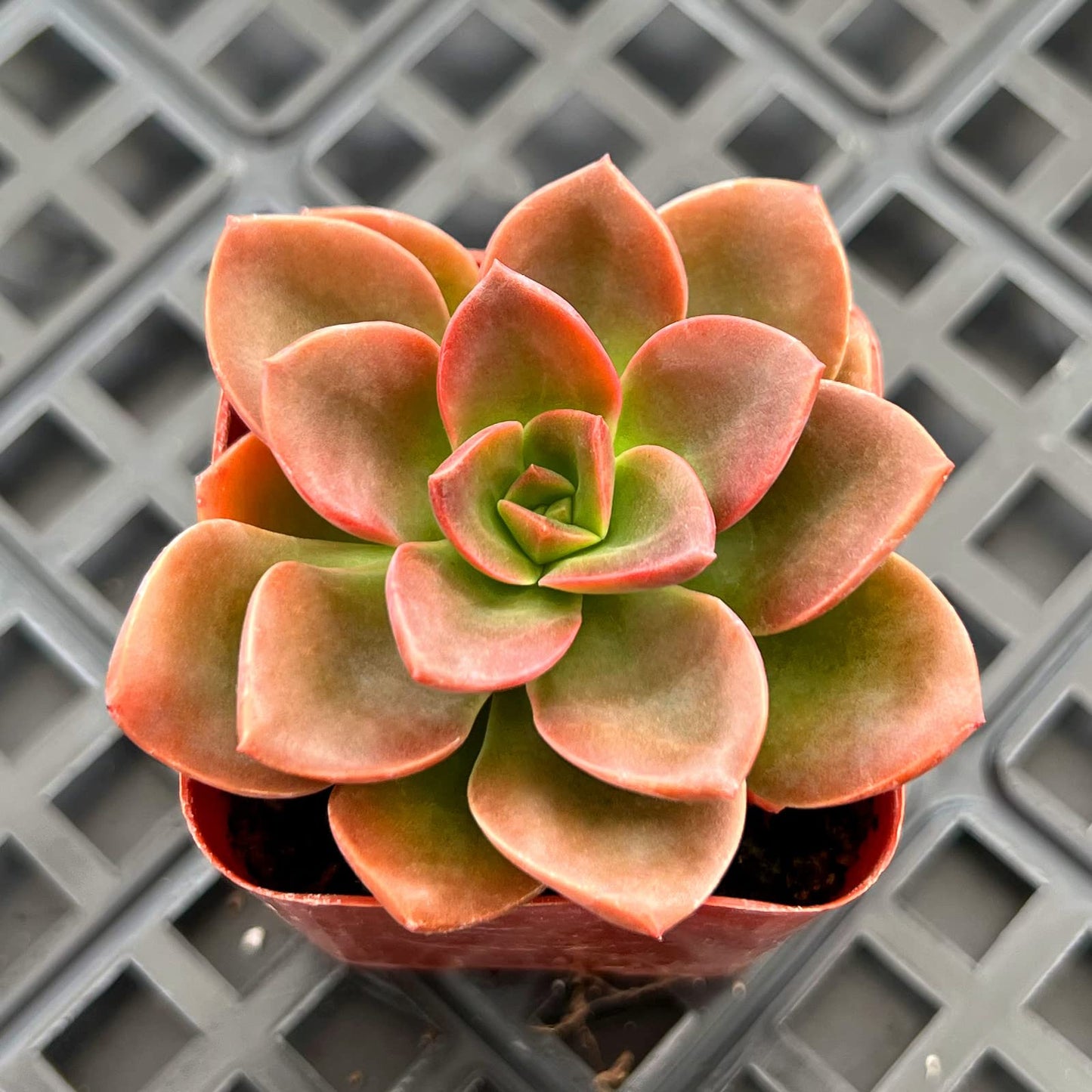Lithops & Succulent Collection