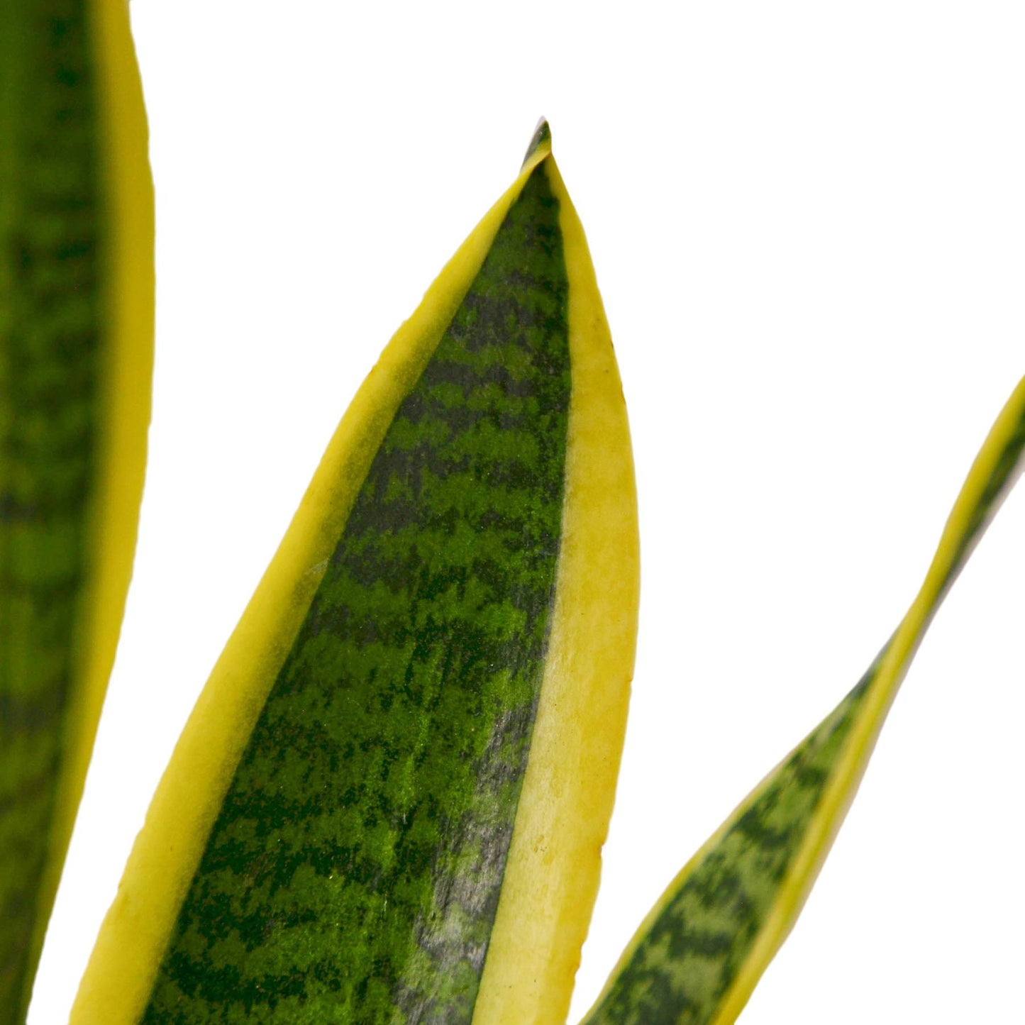 Snake Plants