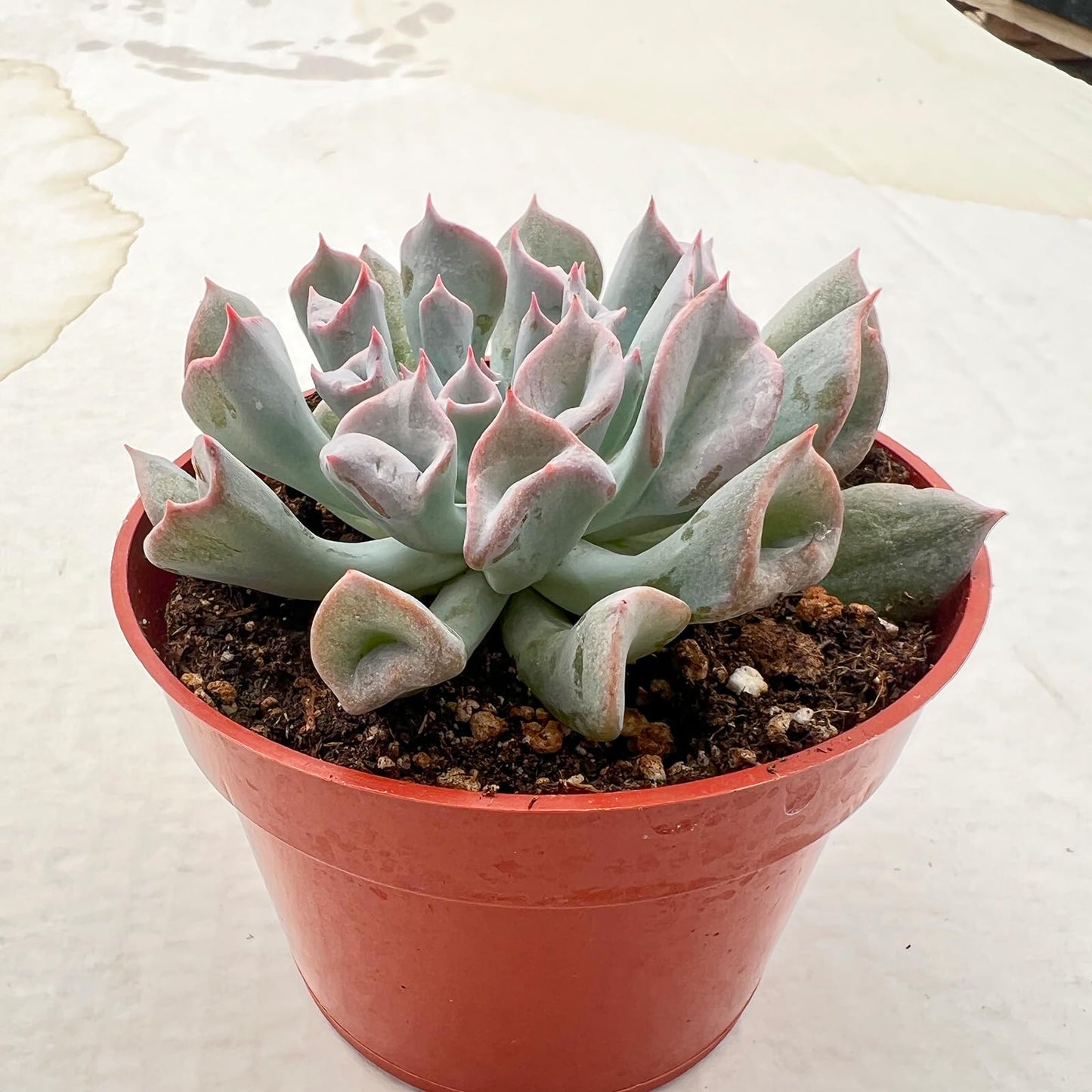 4" Trailing Succulents