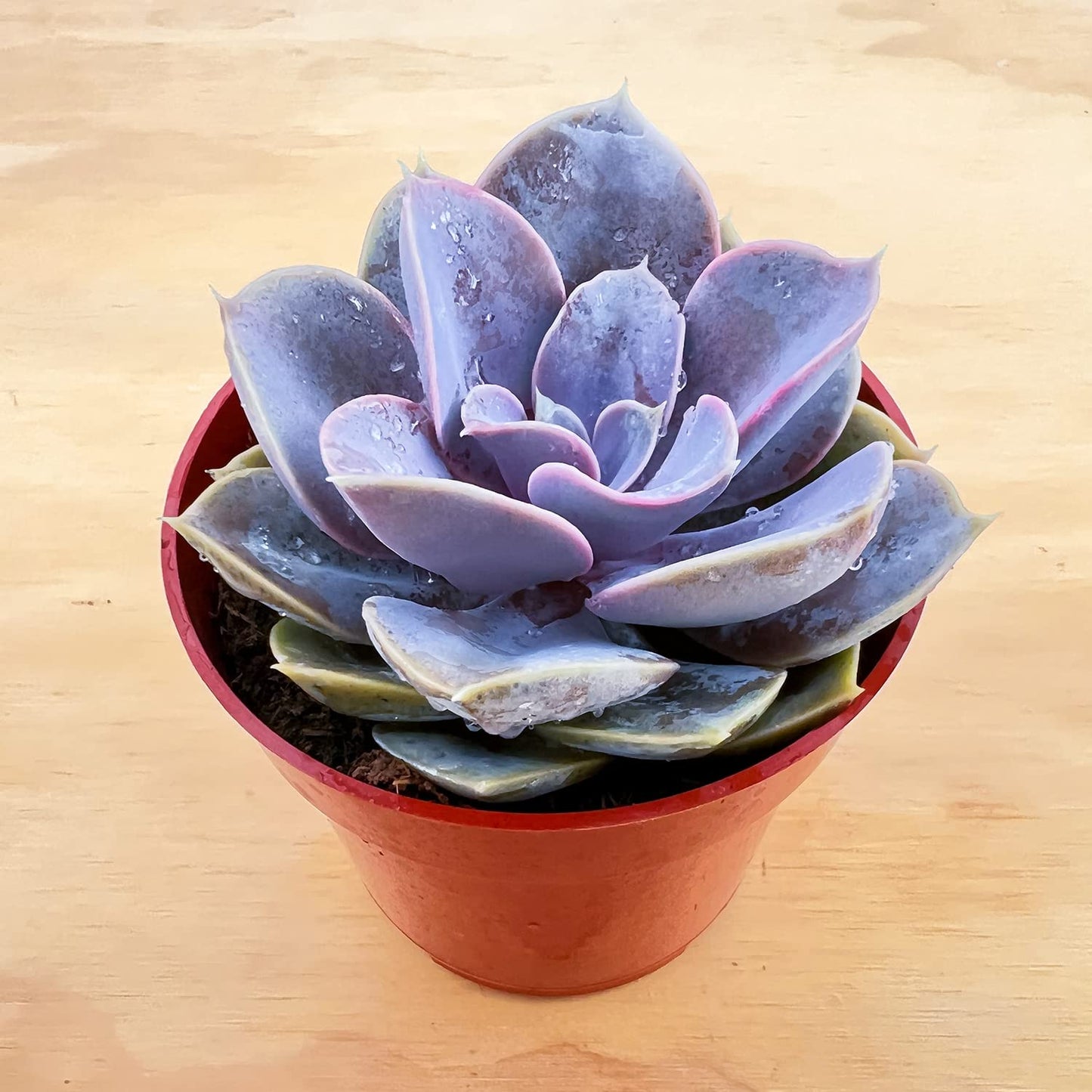 4" Trailing Succulents