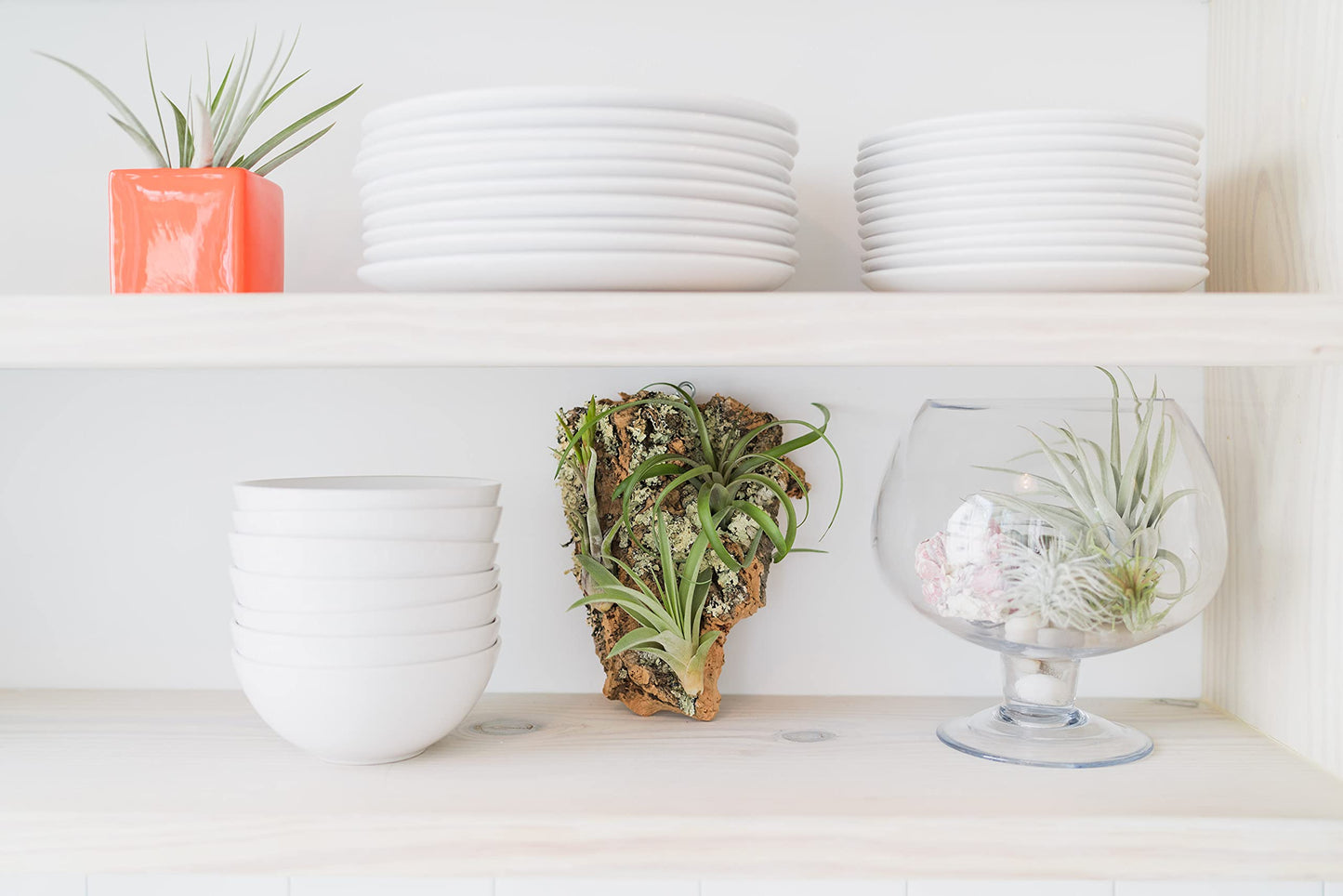 DIY Natural Cork Bark with Air Plants Kit