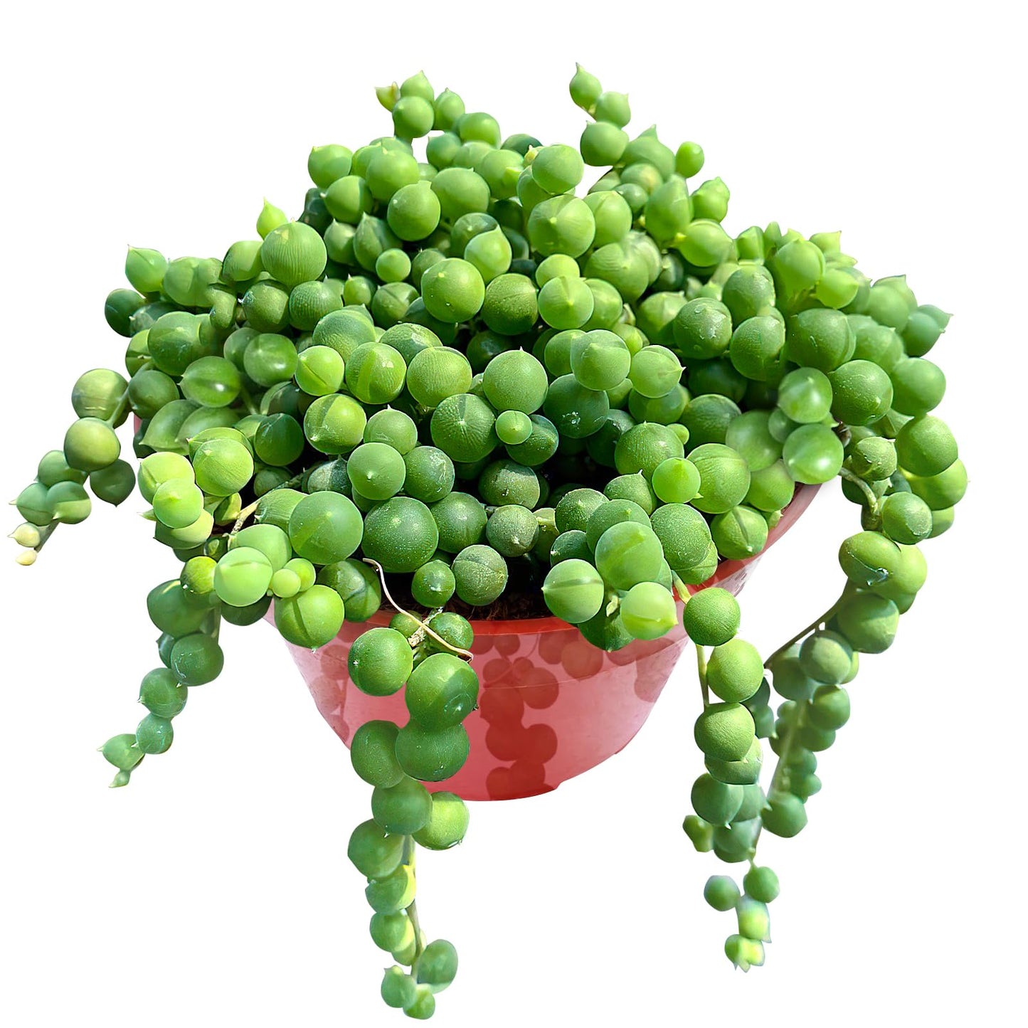 4" Trailing Succulents