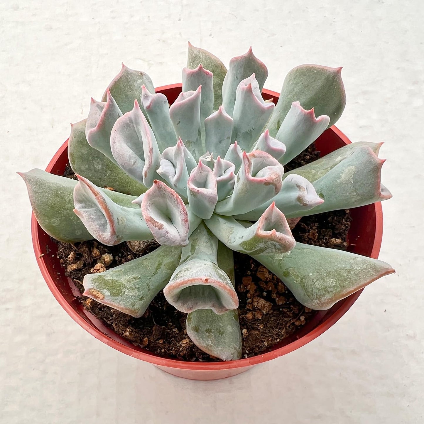 4" Trailing Succulents