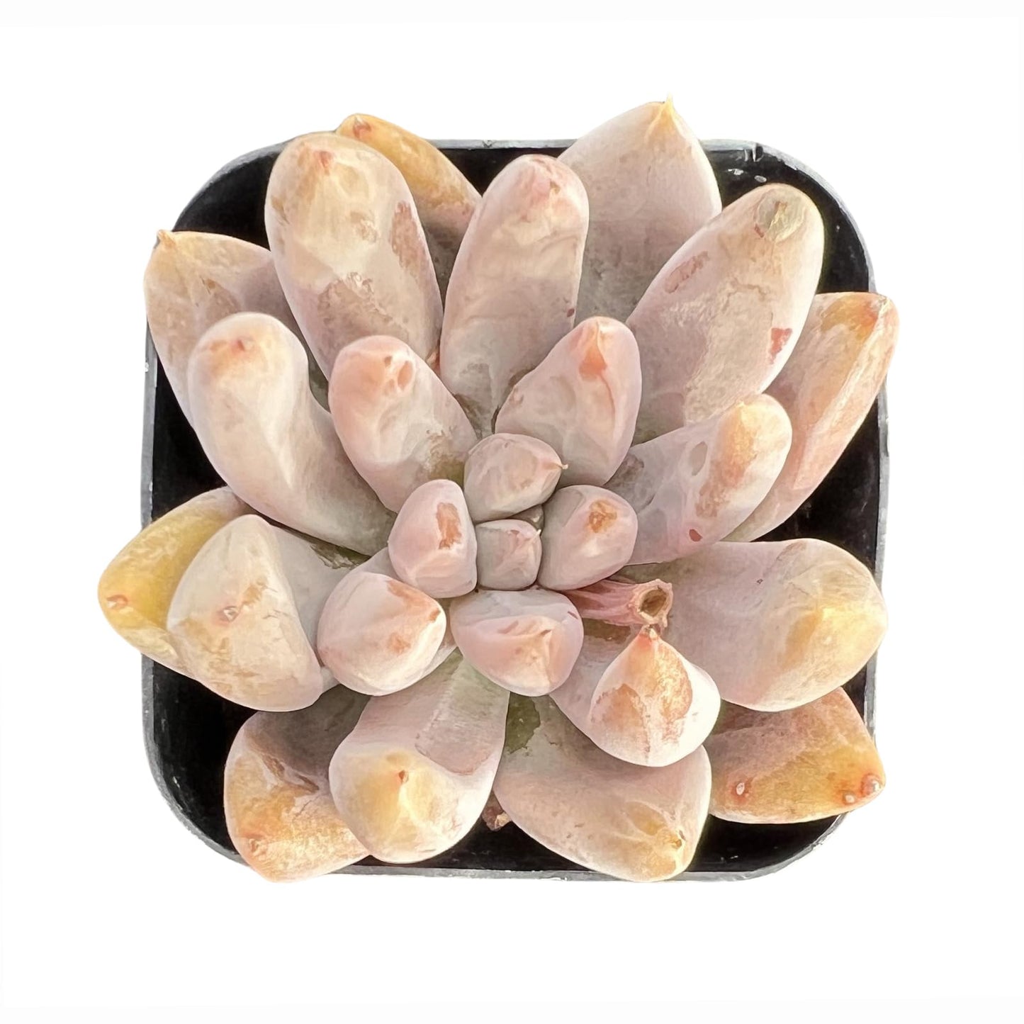 Sprout N Green Echeveria Minima, 1 Live Mini Succulent Plant Fully Rooted in 2 inch Starter Pot, Real House Plant for Indoor Outdoor Home Office Wedding Decoration Party Favor