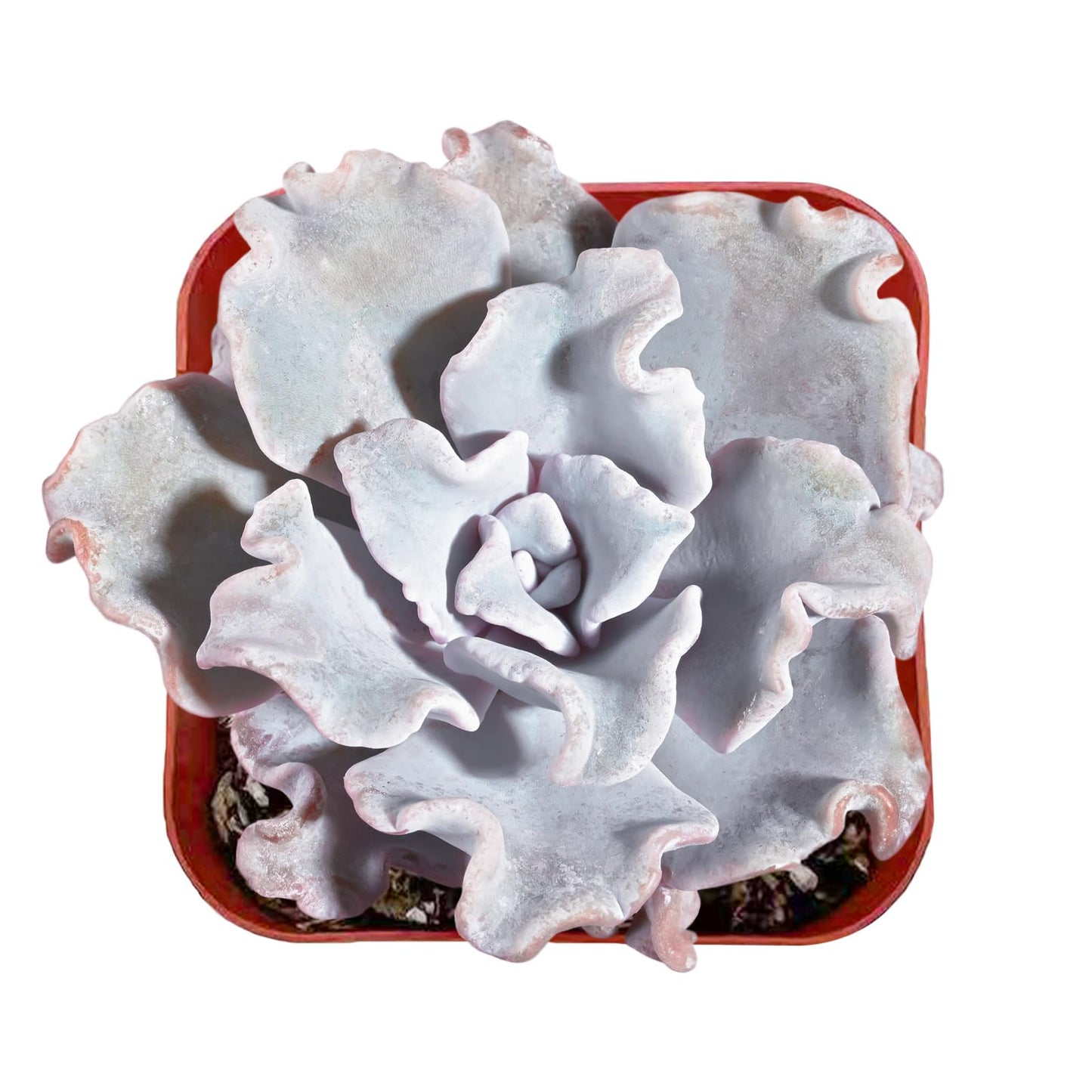 Lithops & Succulent Collection