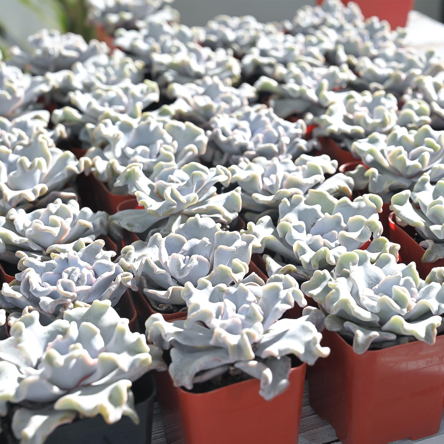 Lithops & Succulent Collection