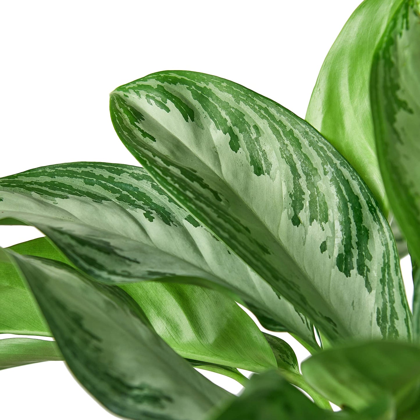 Aglaonemas (Chinese Evergreen)