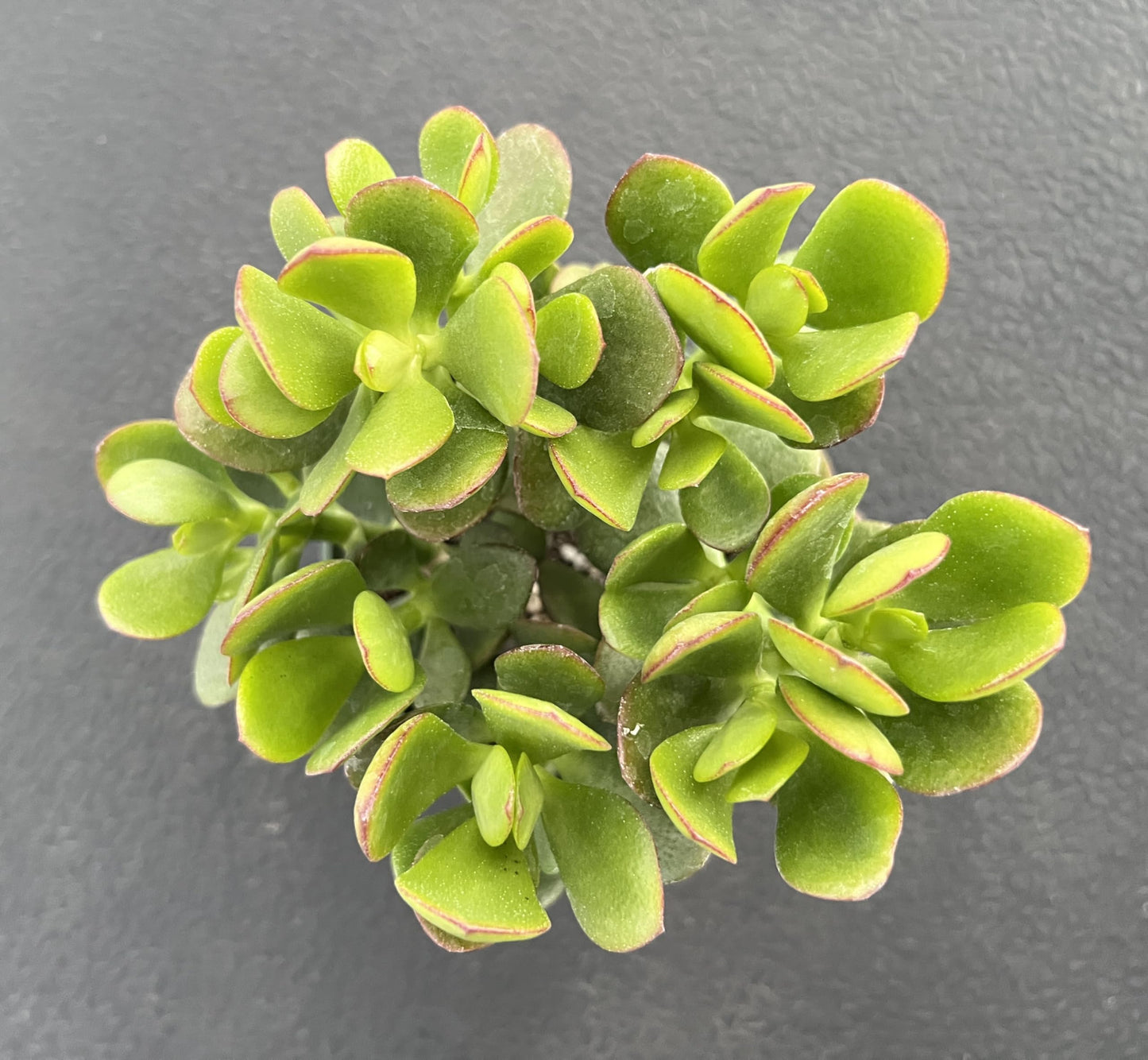 4" Trailing Succulents