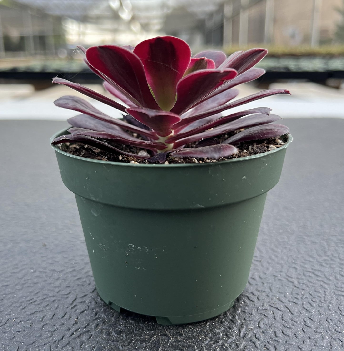 4" Trailing Succulents