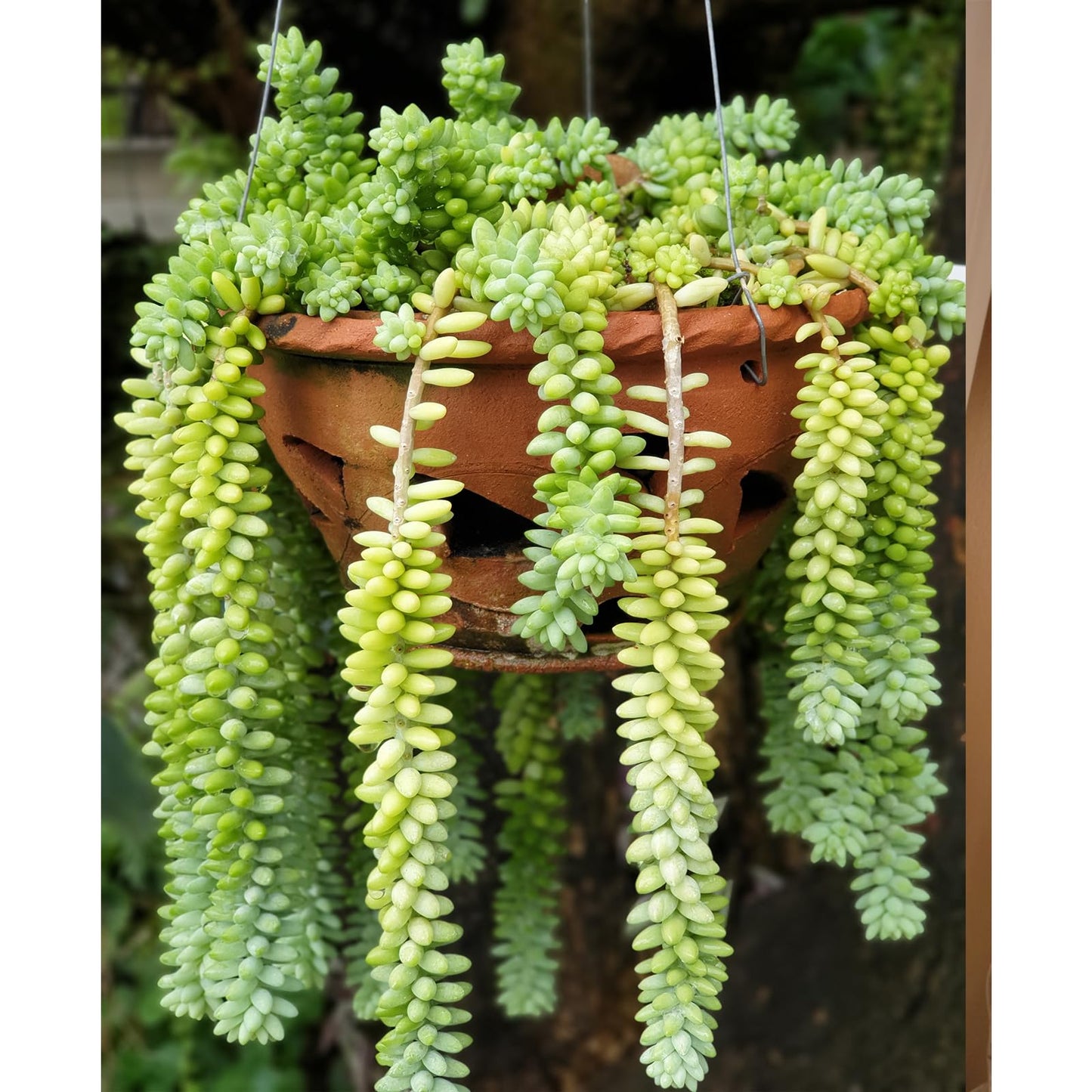 4" Trailing Succulents