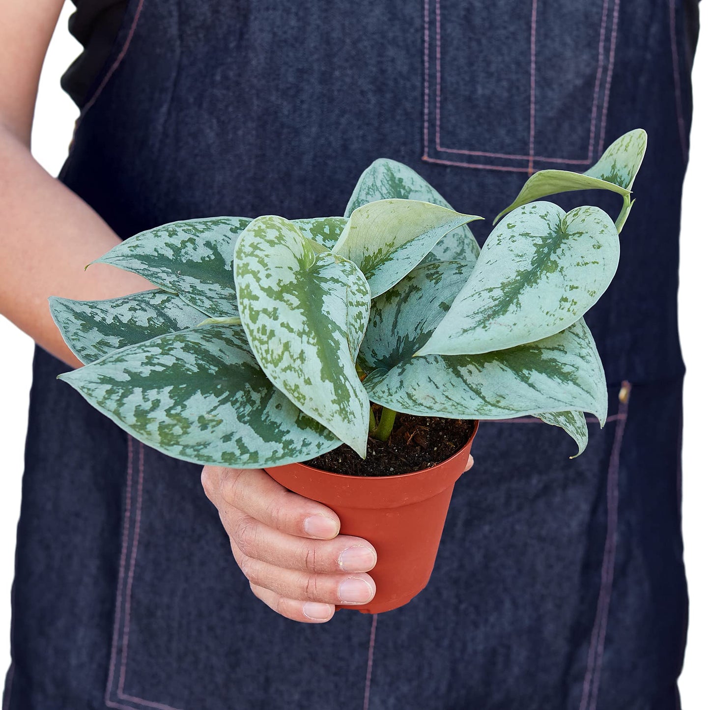 Pothos