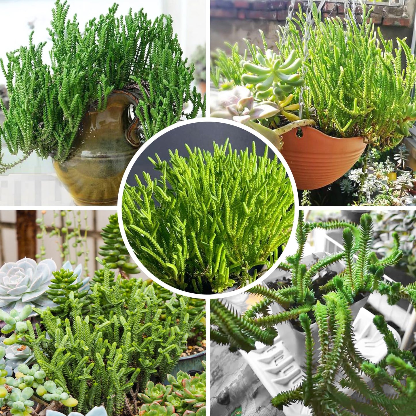 4" Trailing Succulents