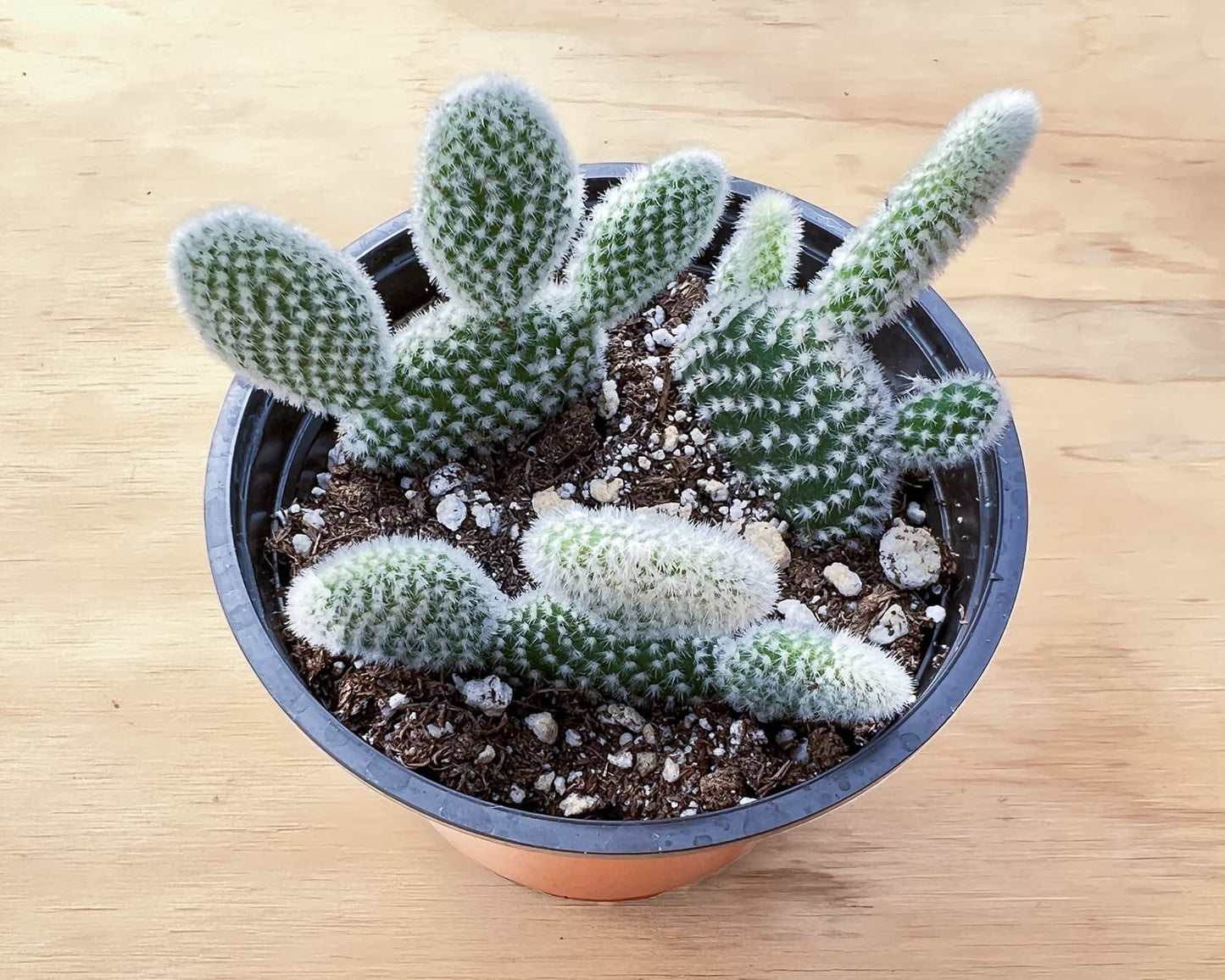 4" Trailing Succulents