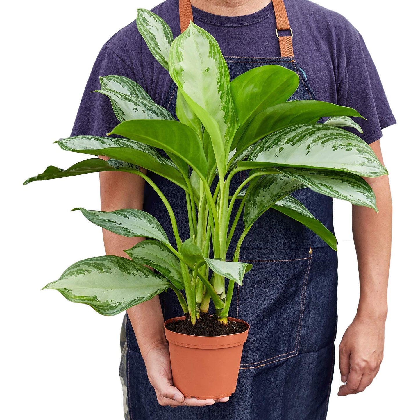 Aglaonemas (Chinese Evergreen)