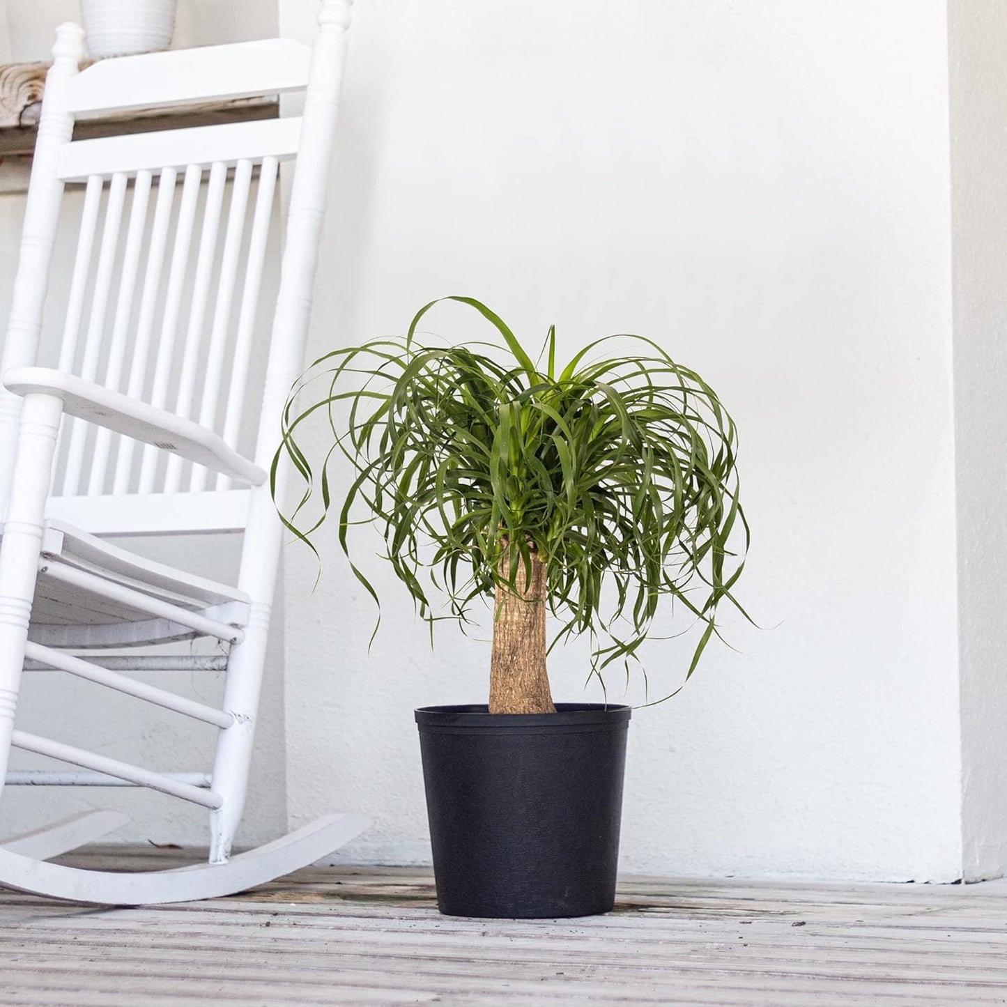 Large Ponytail Palm