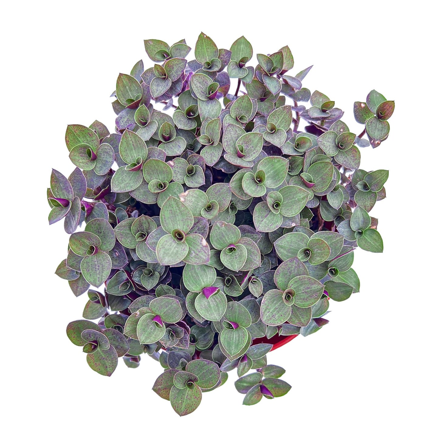 4" Trailing Succulents