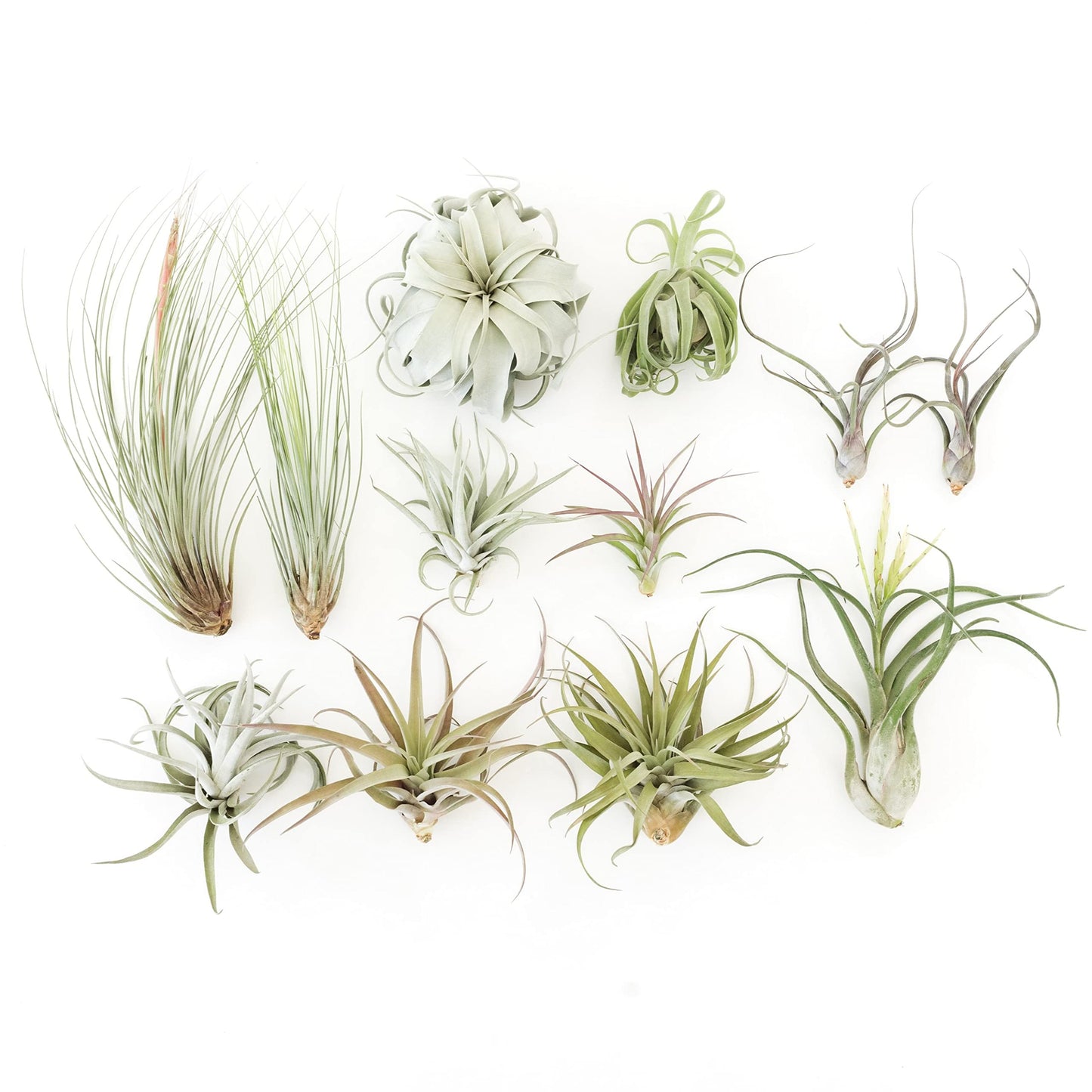Tillandsia Jumbo Variety Pack