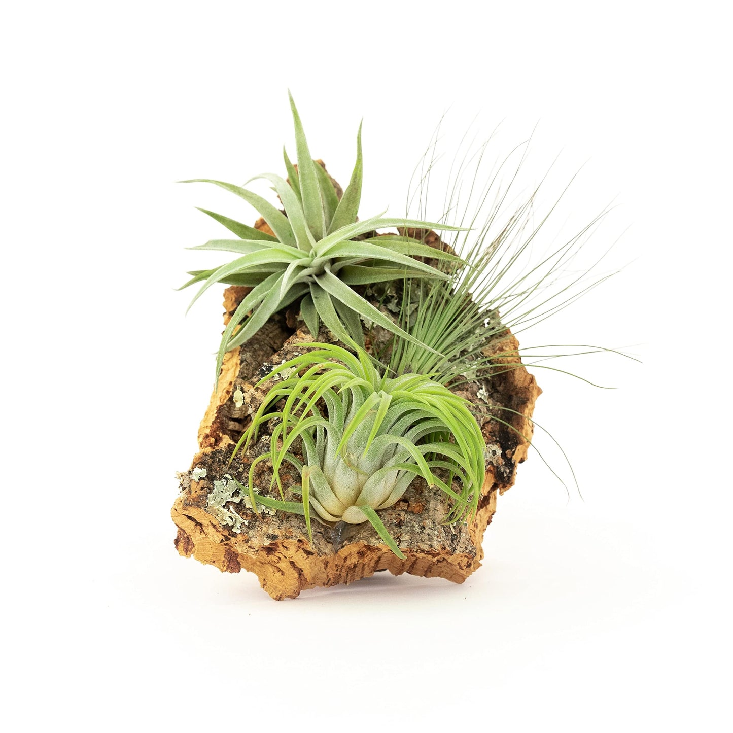 DIY Natural Cork Bark with Air Plants Kit