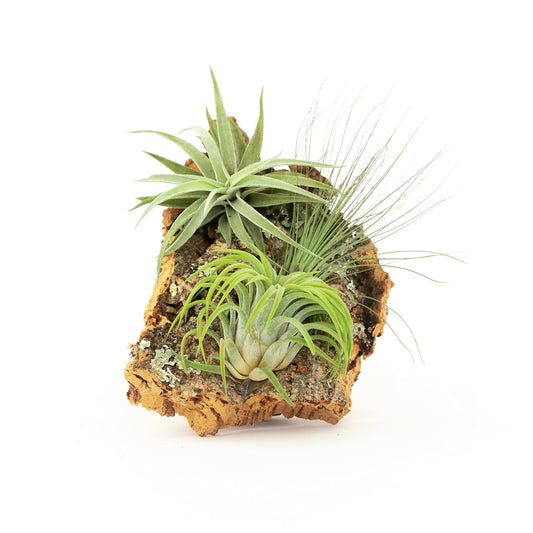 DIY Natural Cork Bark with Air Plants Kit