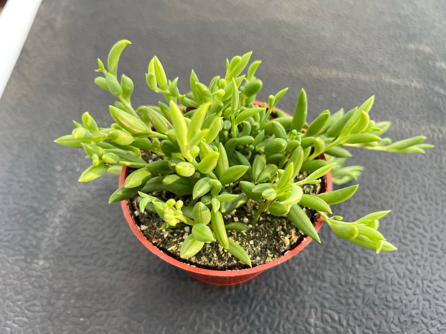 4" Trailing Succulents