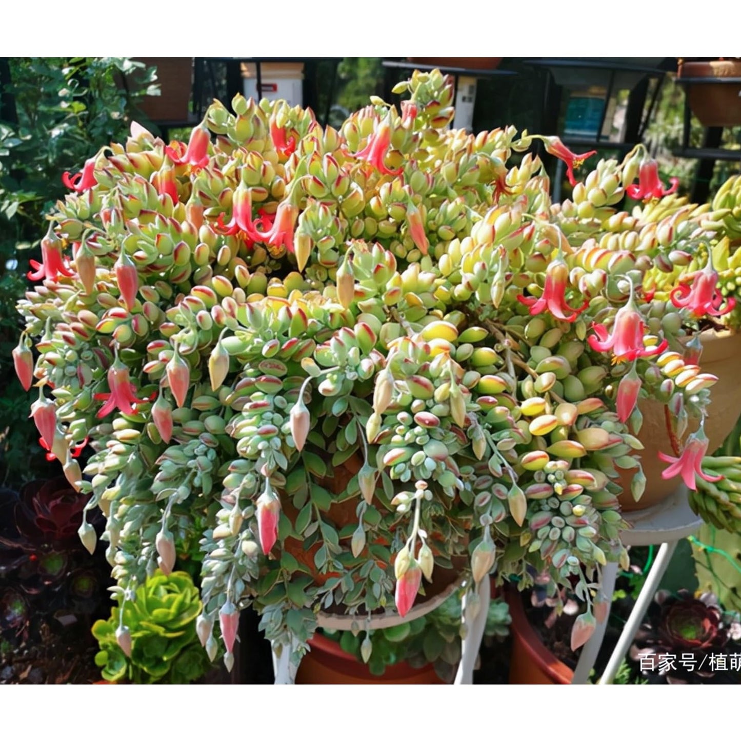 4" Trailing Succulents