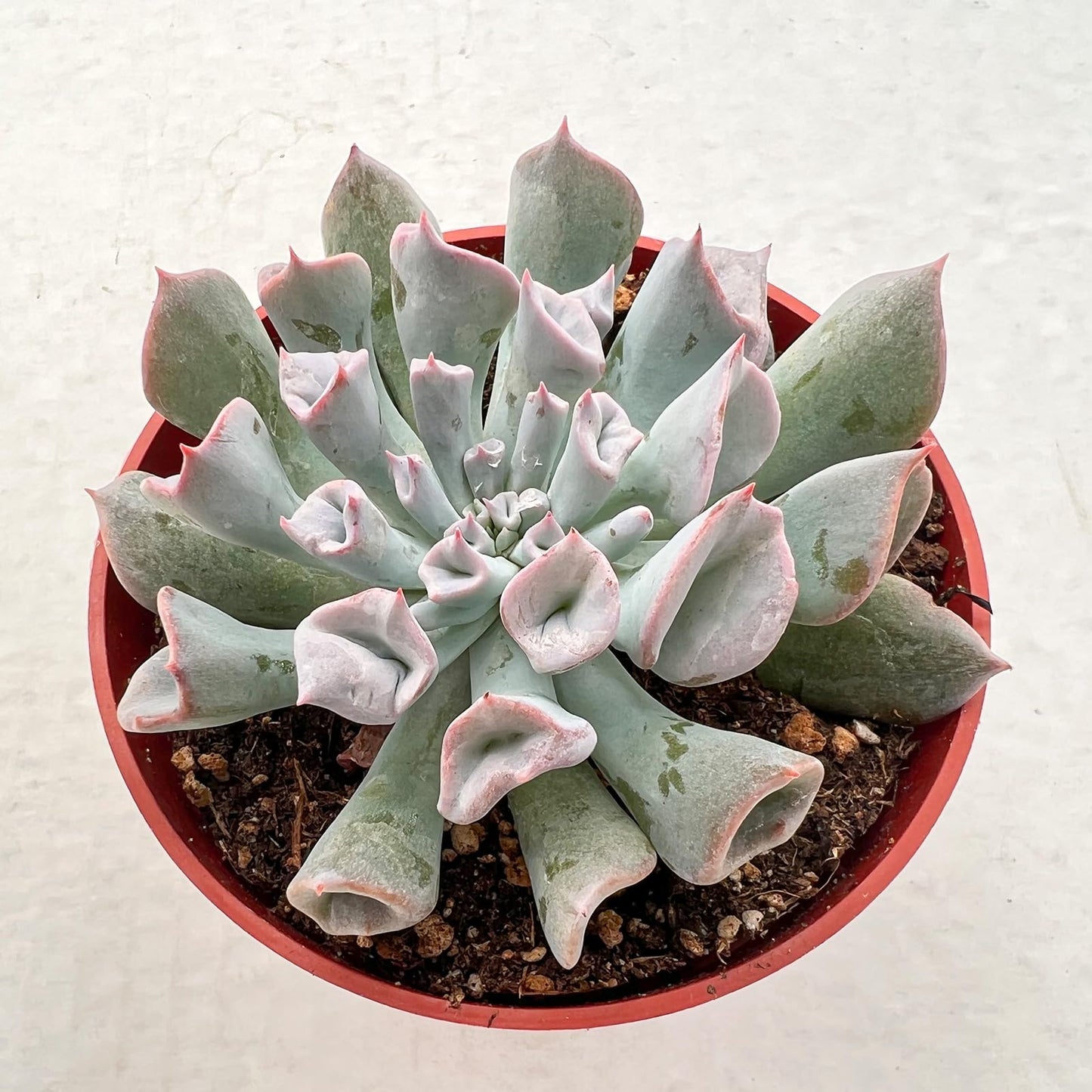 4" Trailing Succulents