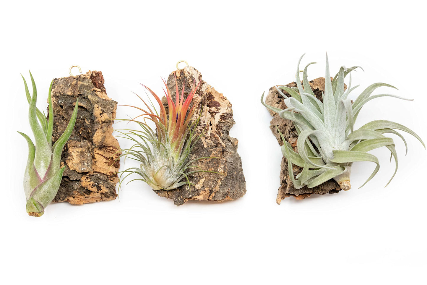 DIY Natural Cork Bark with Air Plants Kit