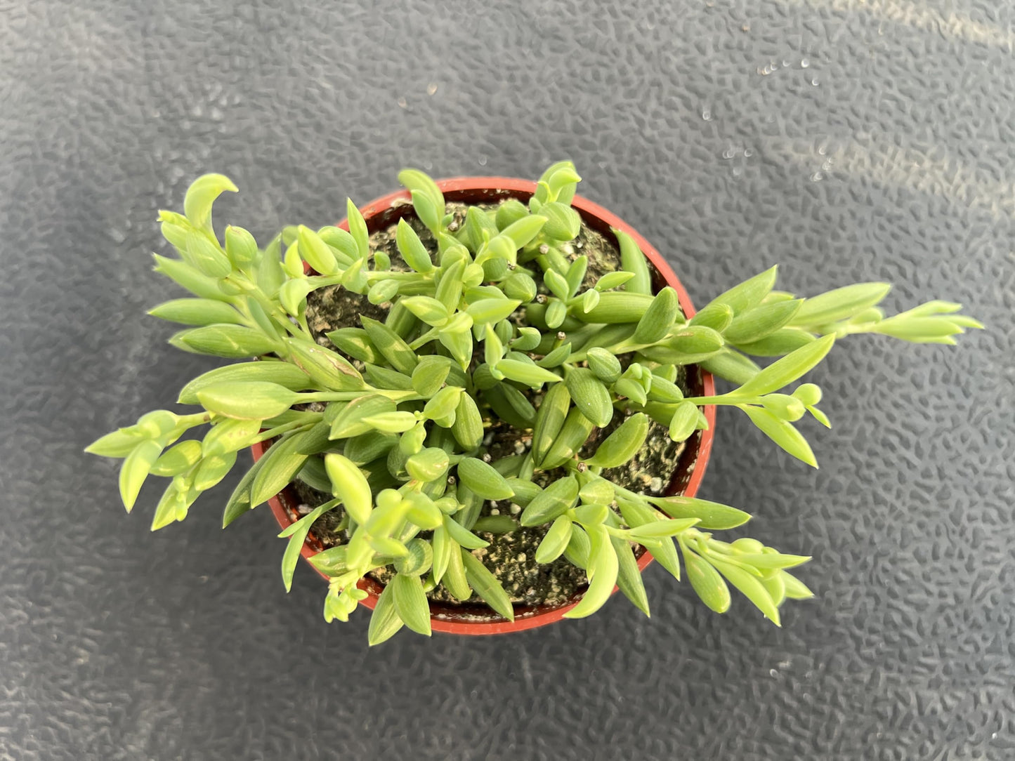 4" Trailing Succulents