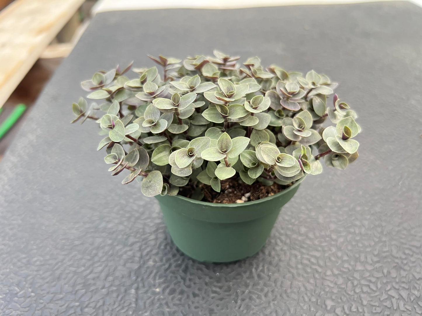 4" Trailing Succulents