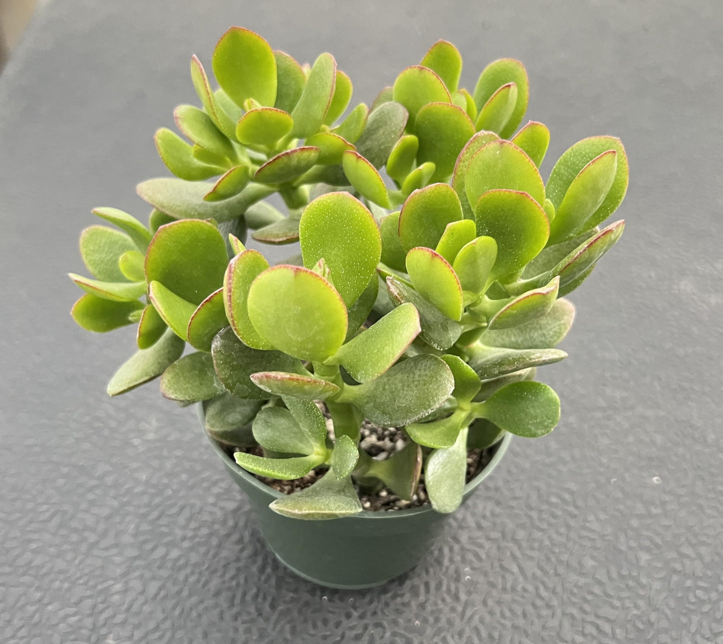 4" Trailing Succulents