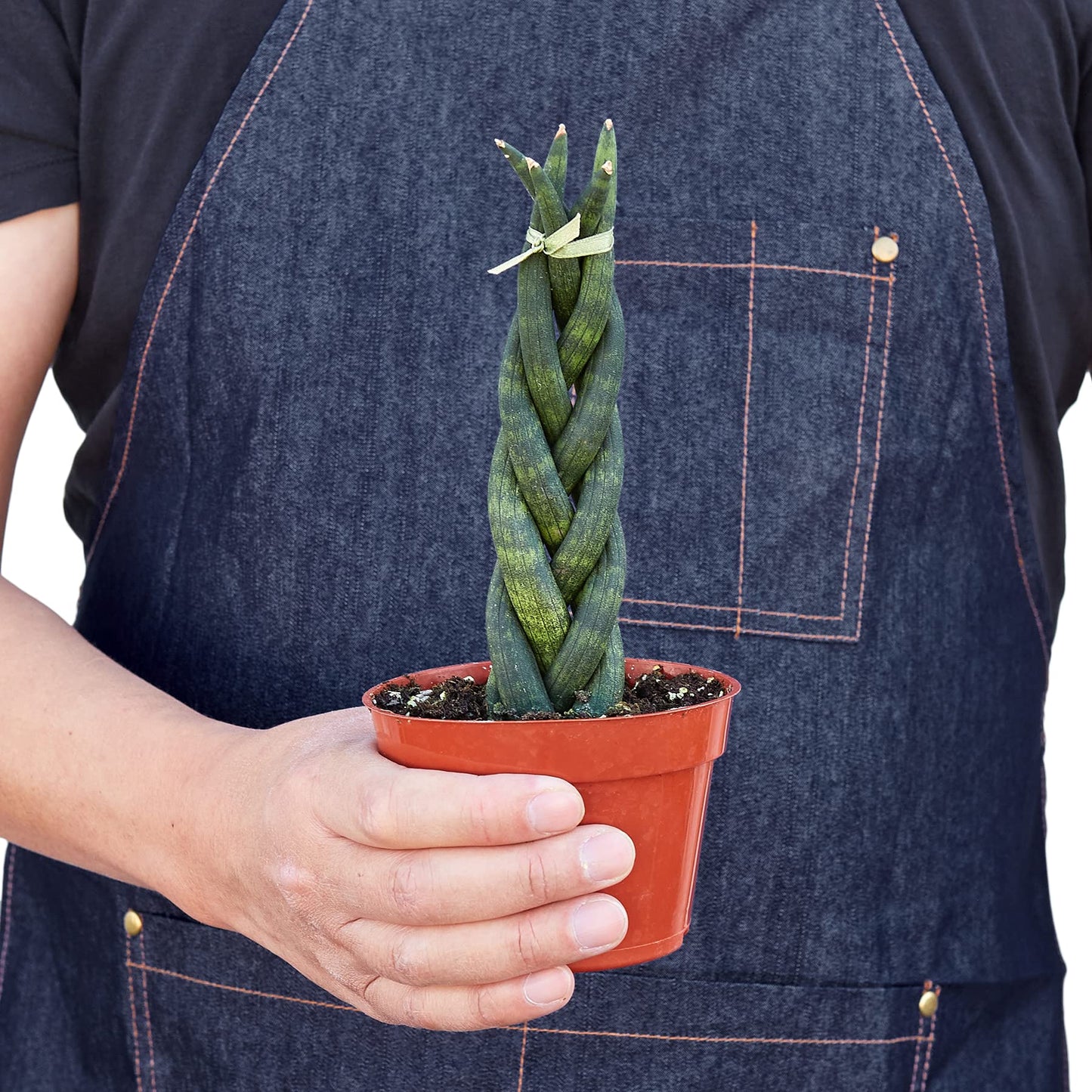 Snake Plants