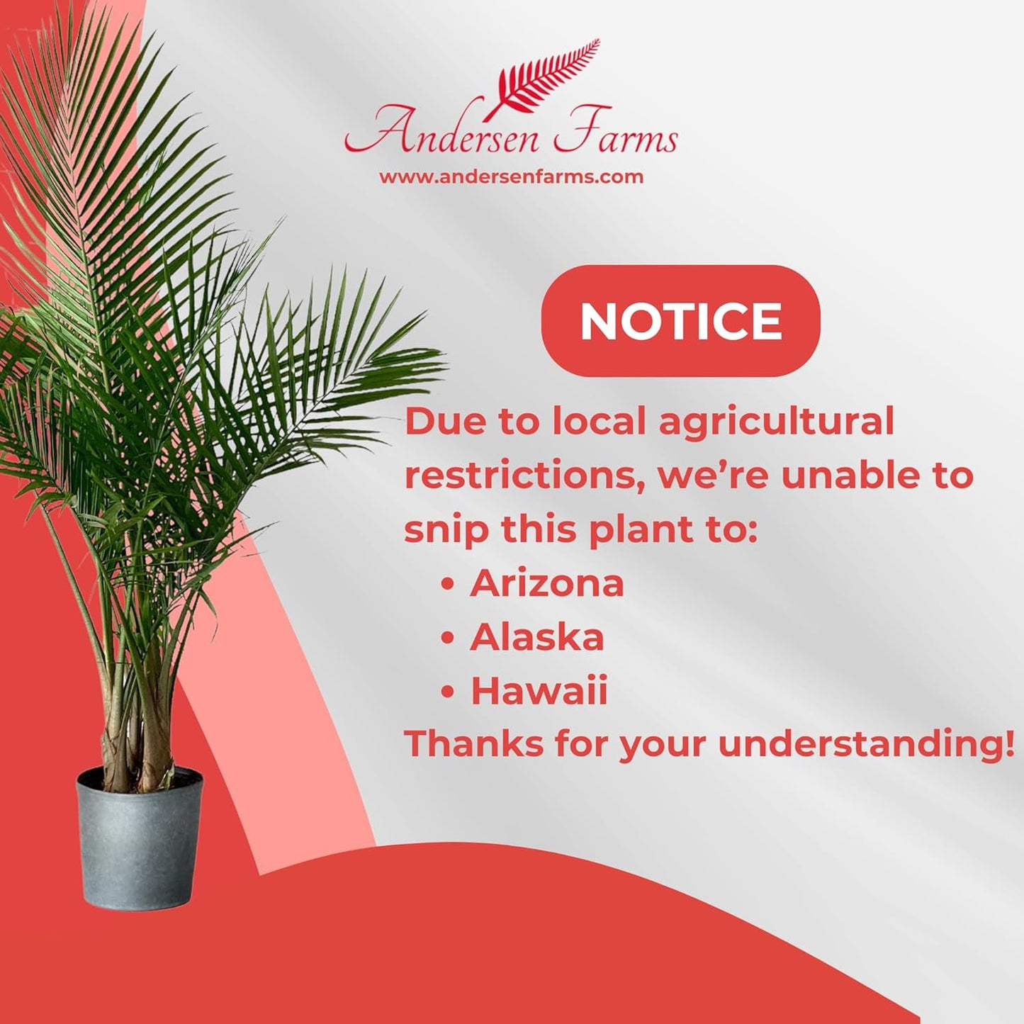 Majesty Palm Live Plant Indoor/Outdoor in 10 in Grower Pot