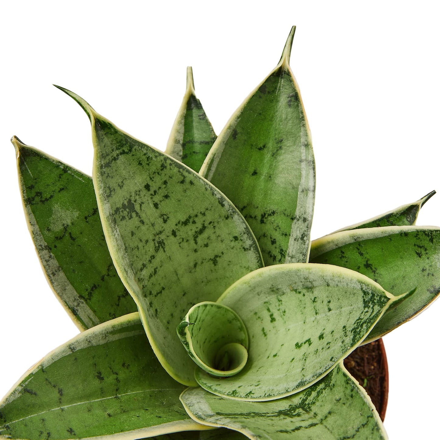 Snake Plants
