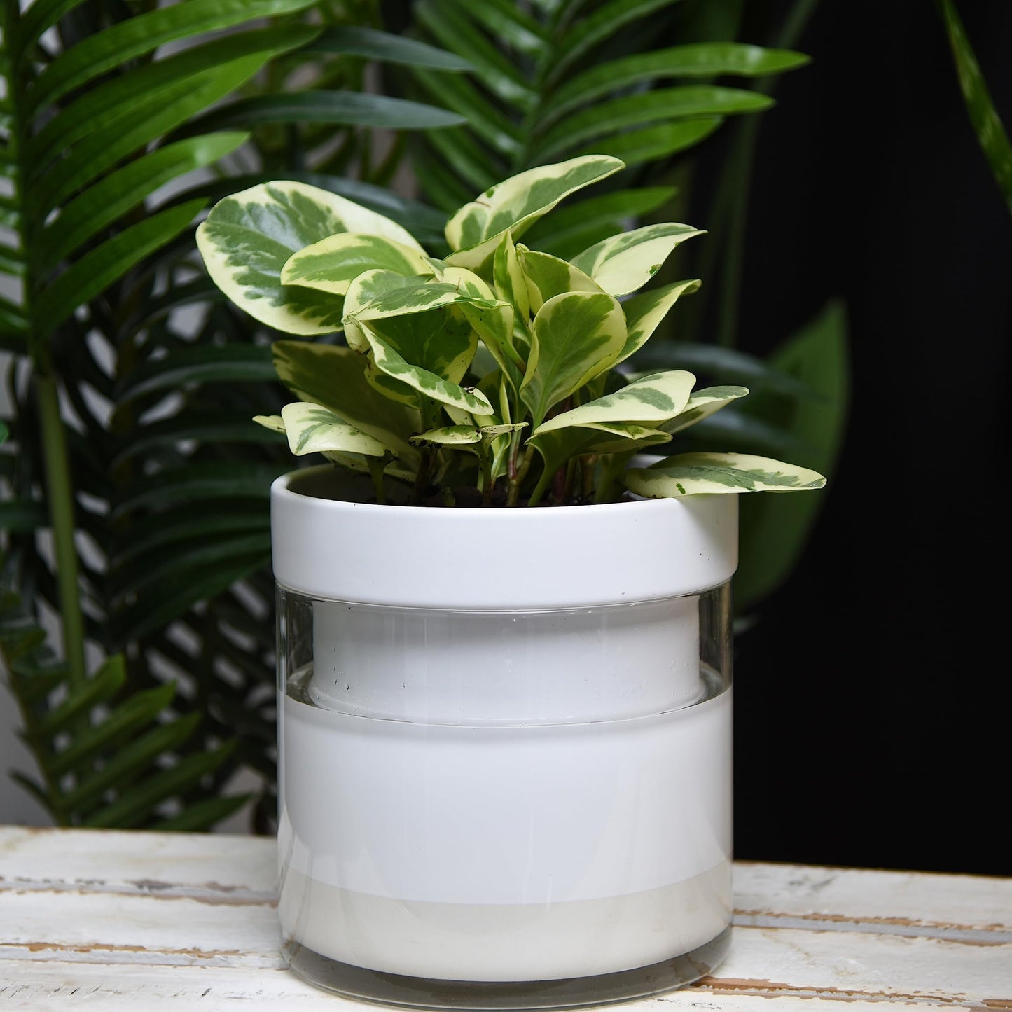 Self Watering Planter Pot Terracotta and Glass