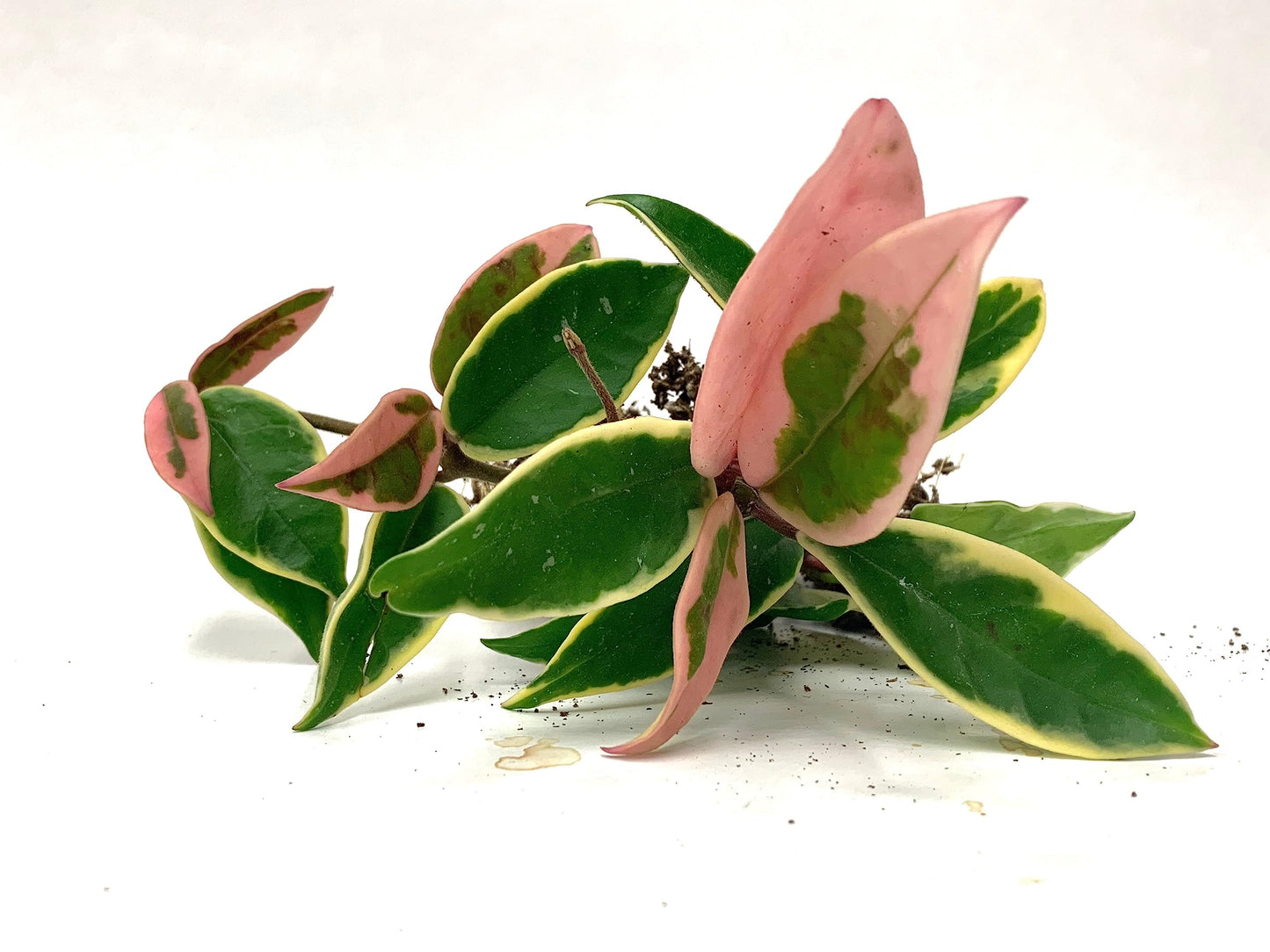 Tricolor Hoya Krimson Queen 4"