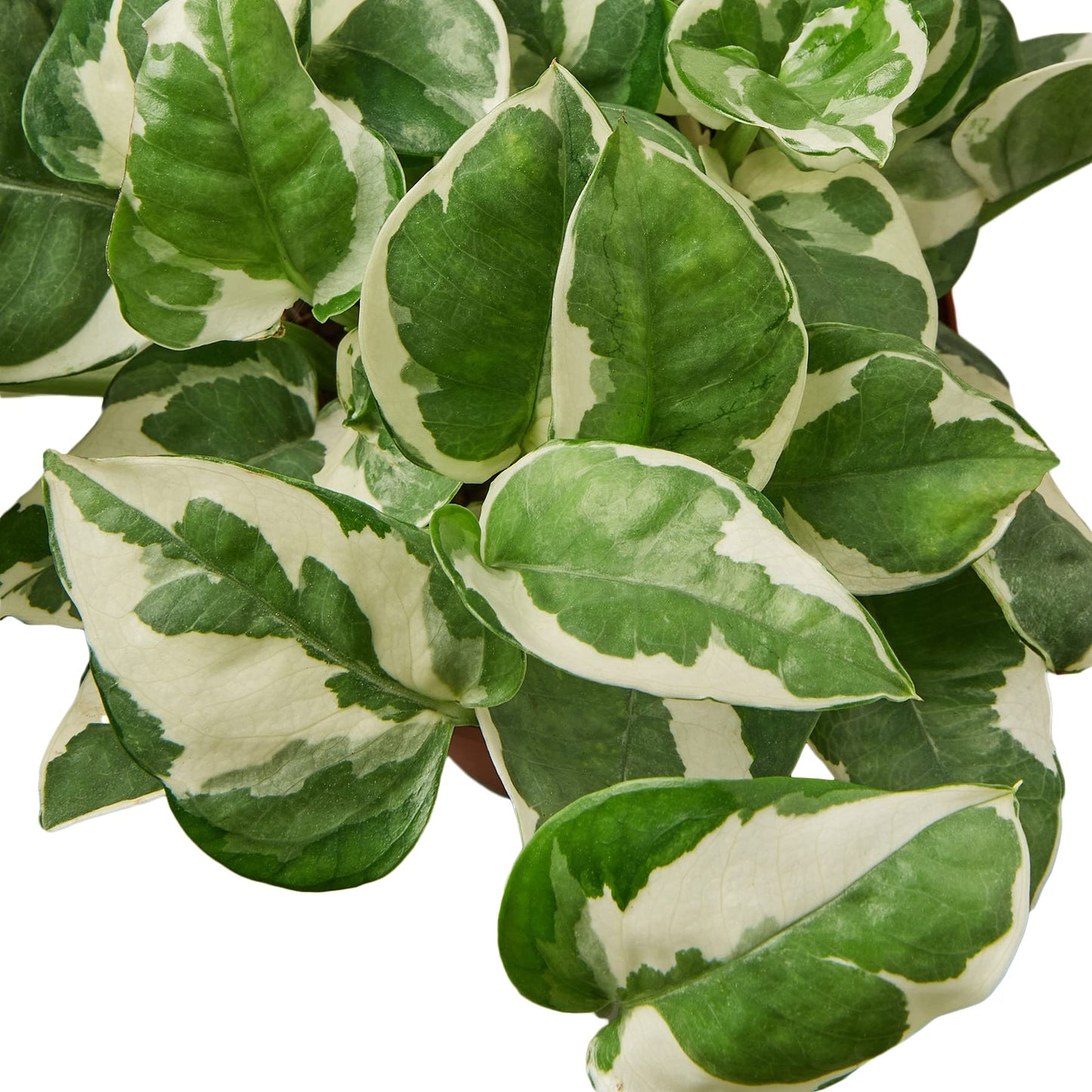 Pothos