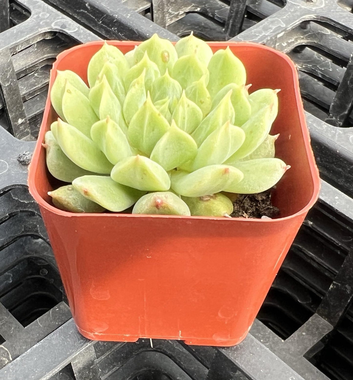 Sprout N Green Echeveria Minima, 1 Live Mini Succulent Plant Fully Rooted in 2 inch Starter Pot, Real House Plant for Indoor Outdoor Home Office Wedding Decoration Party Favor