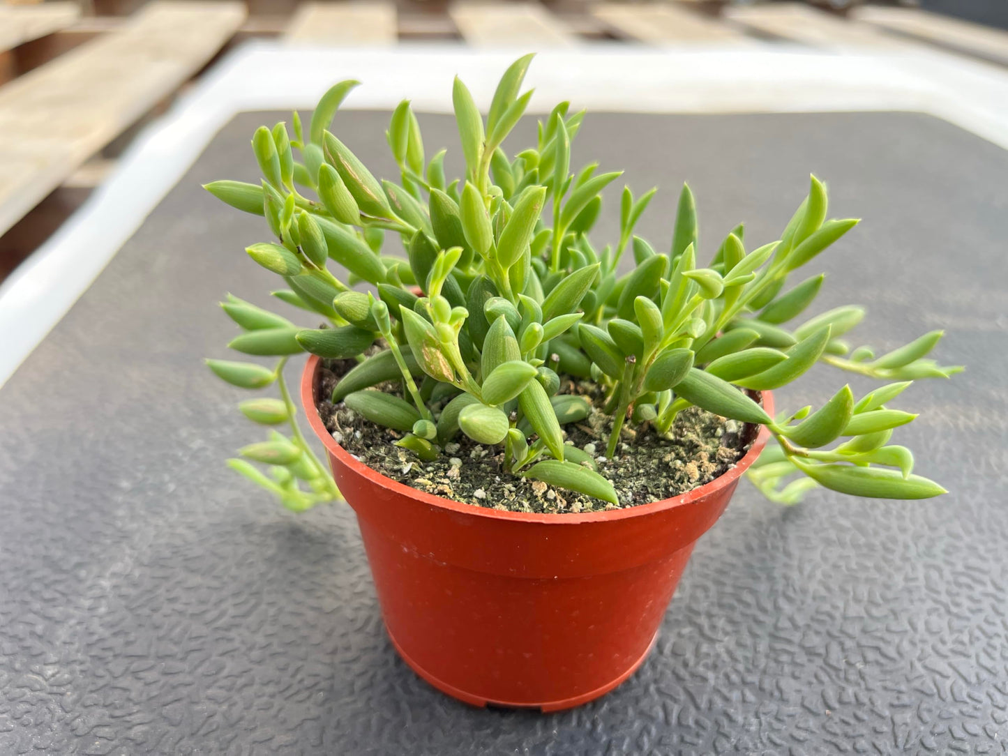 4" Trailing Succulents