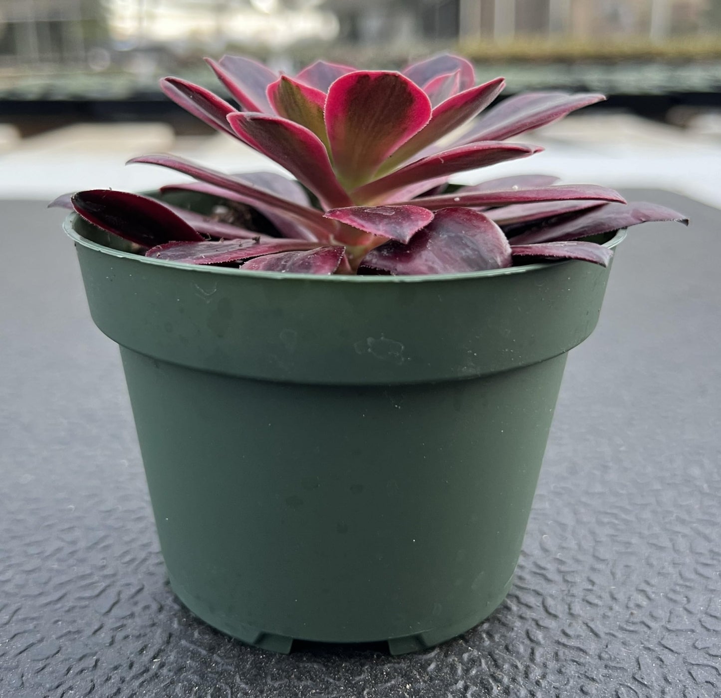 4" Trailing Succulents